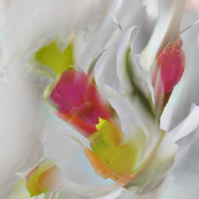 Tulip Fantasy