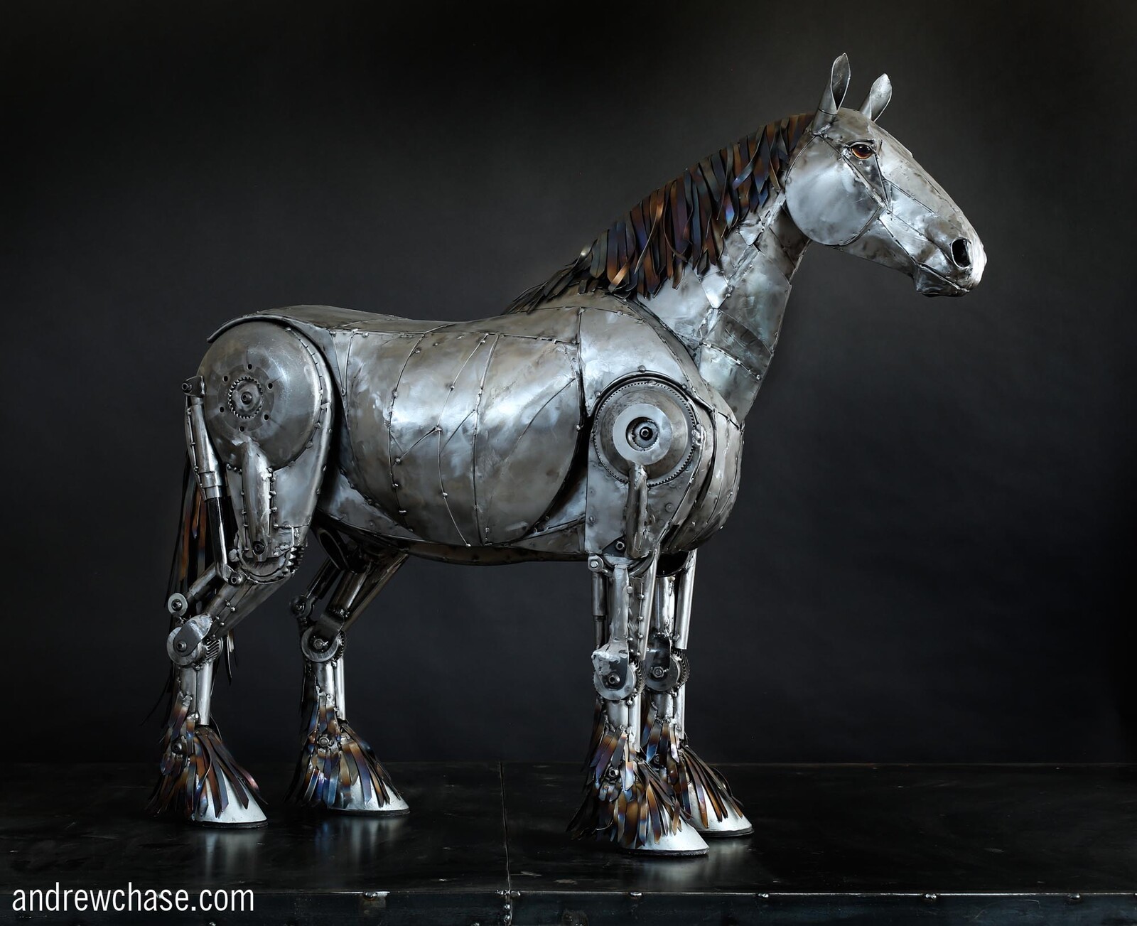 Clydesdale Horse side view 1