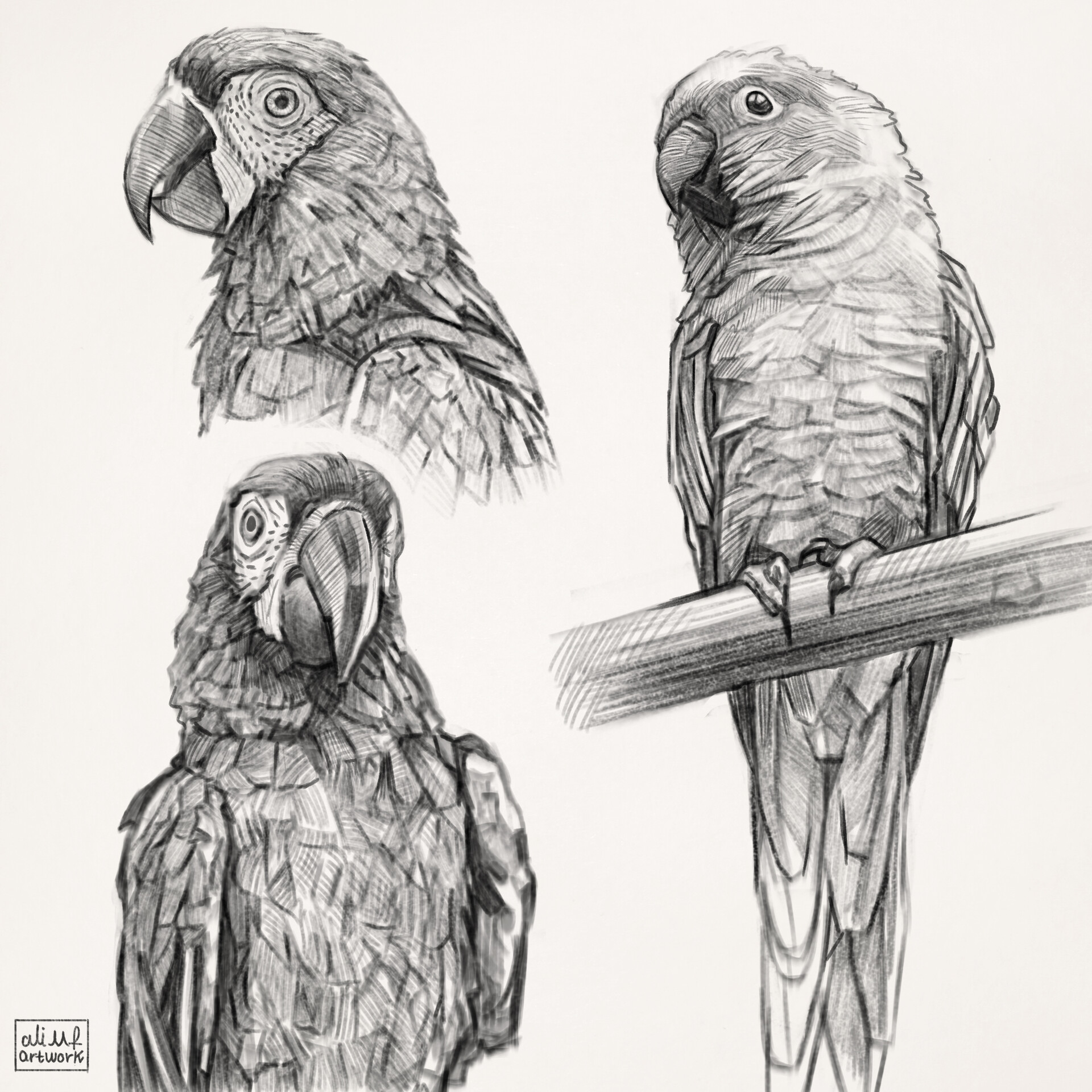 ArtStation - Animal Digital Sketches-Birds