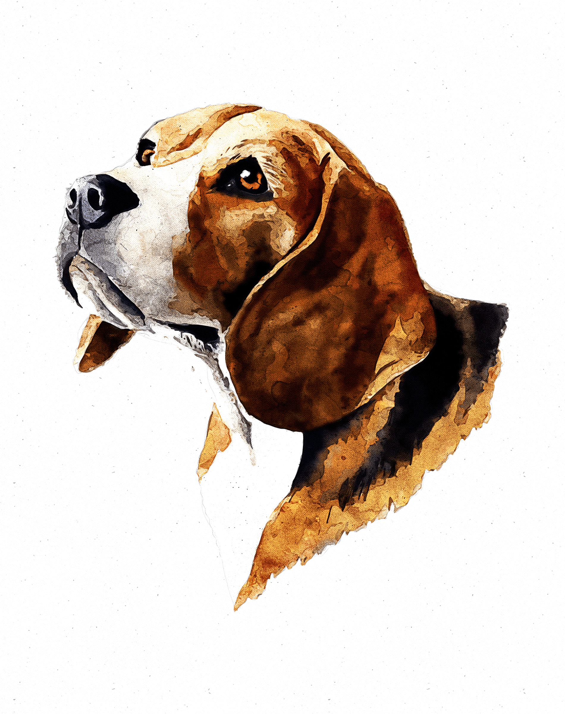 Cute beagle dog top