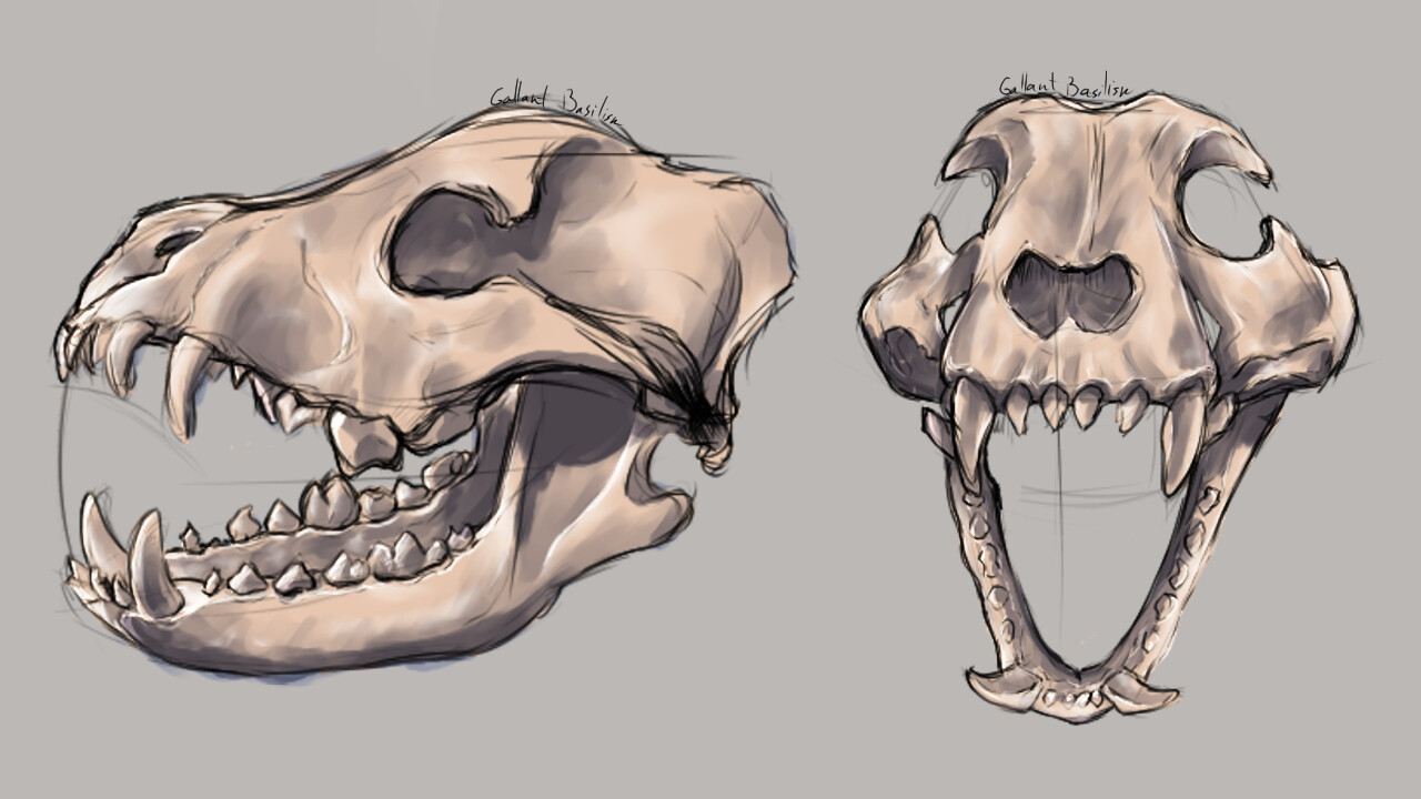 ArtStation Canine Skull Study