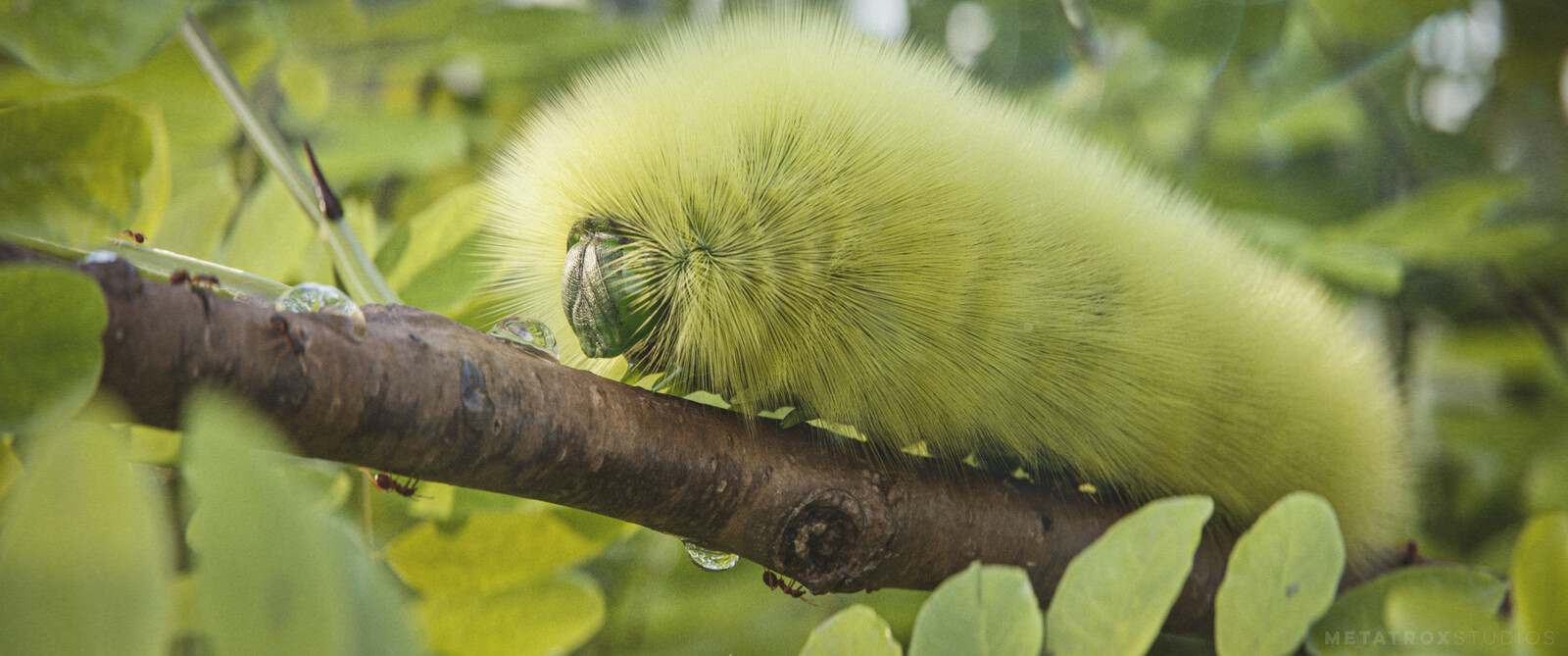 Fuzzy Caterpillar