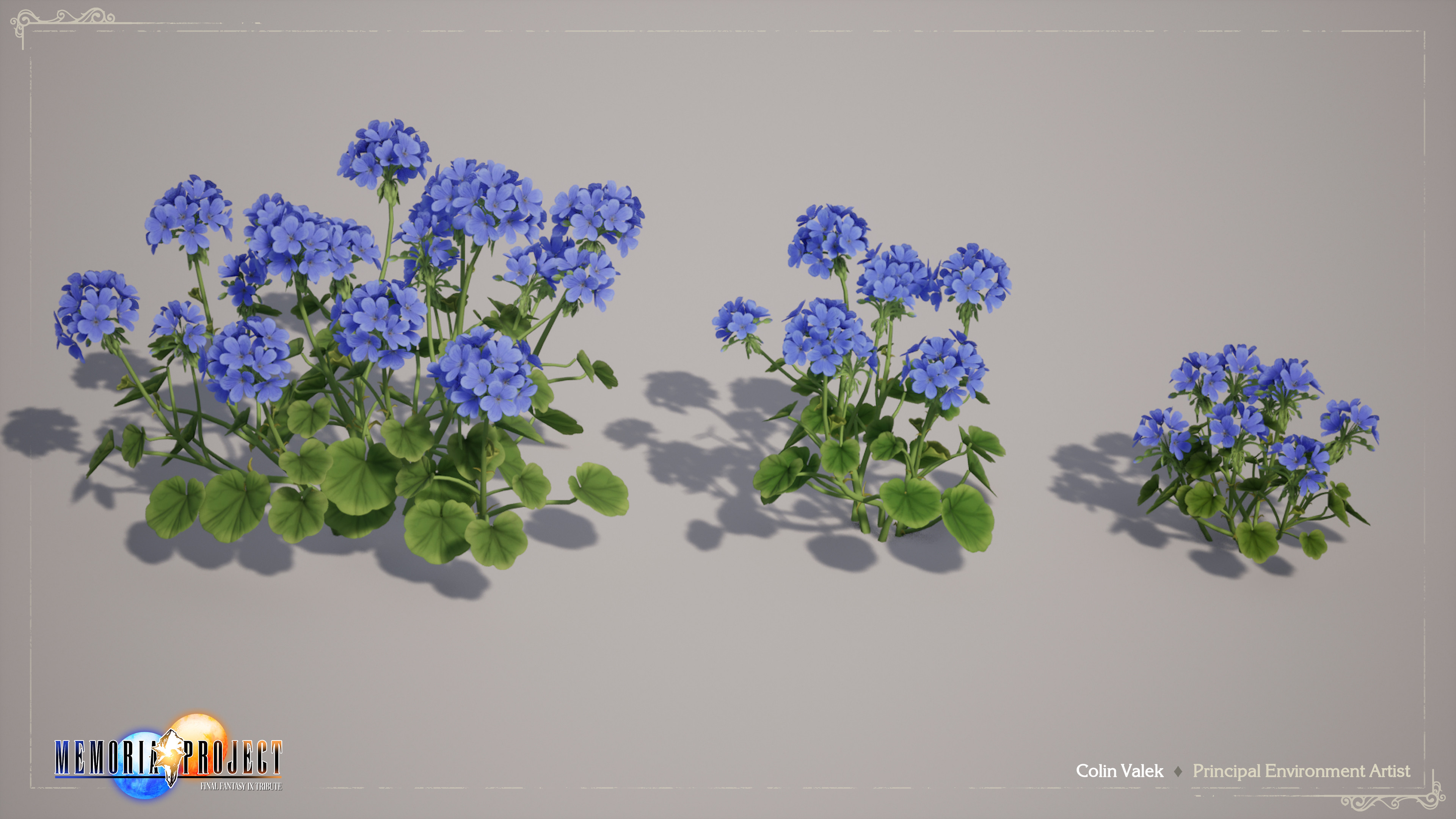 Geranium Flowers