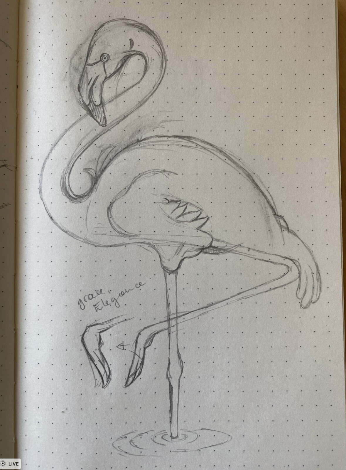 The paper doodle / research for the stylised flamingo.