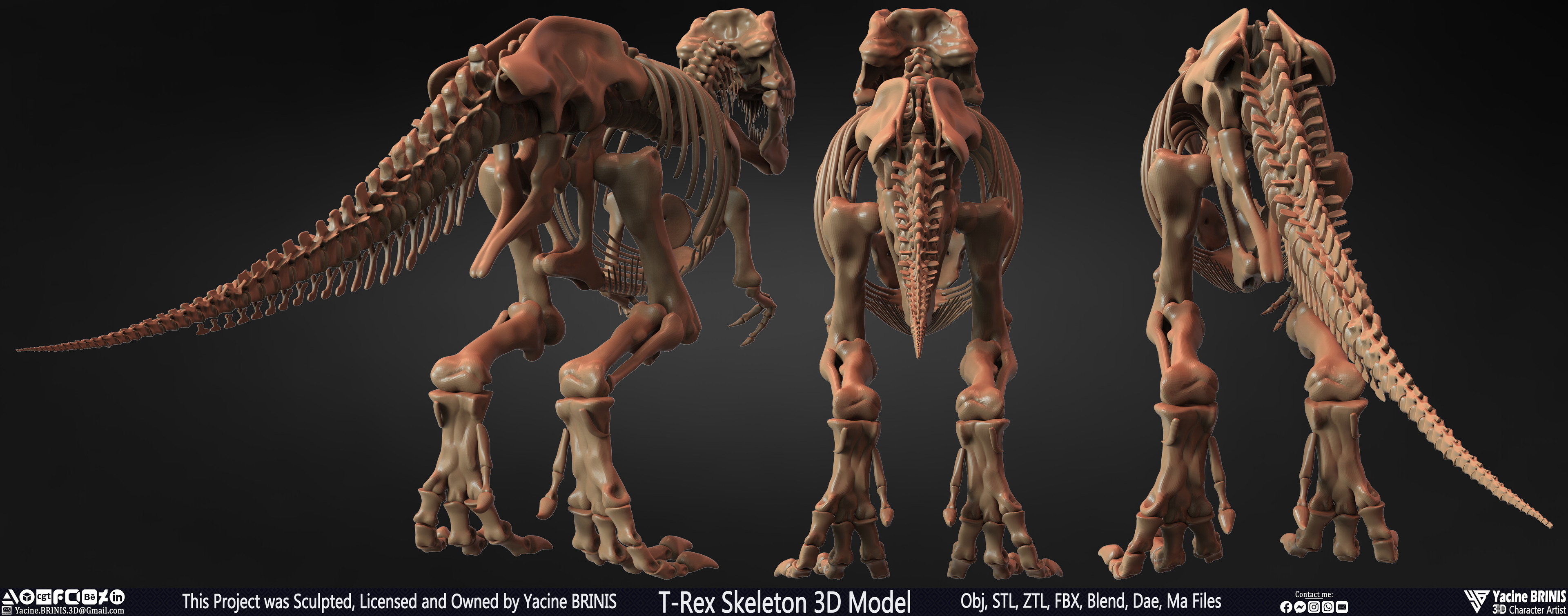 T-Rex Skeleton 3D Model (Tyrannosaurus Rex) Sculpted By Yacine BRINIS Set 003