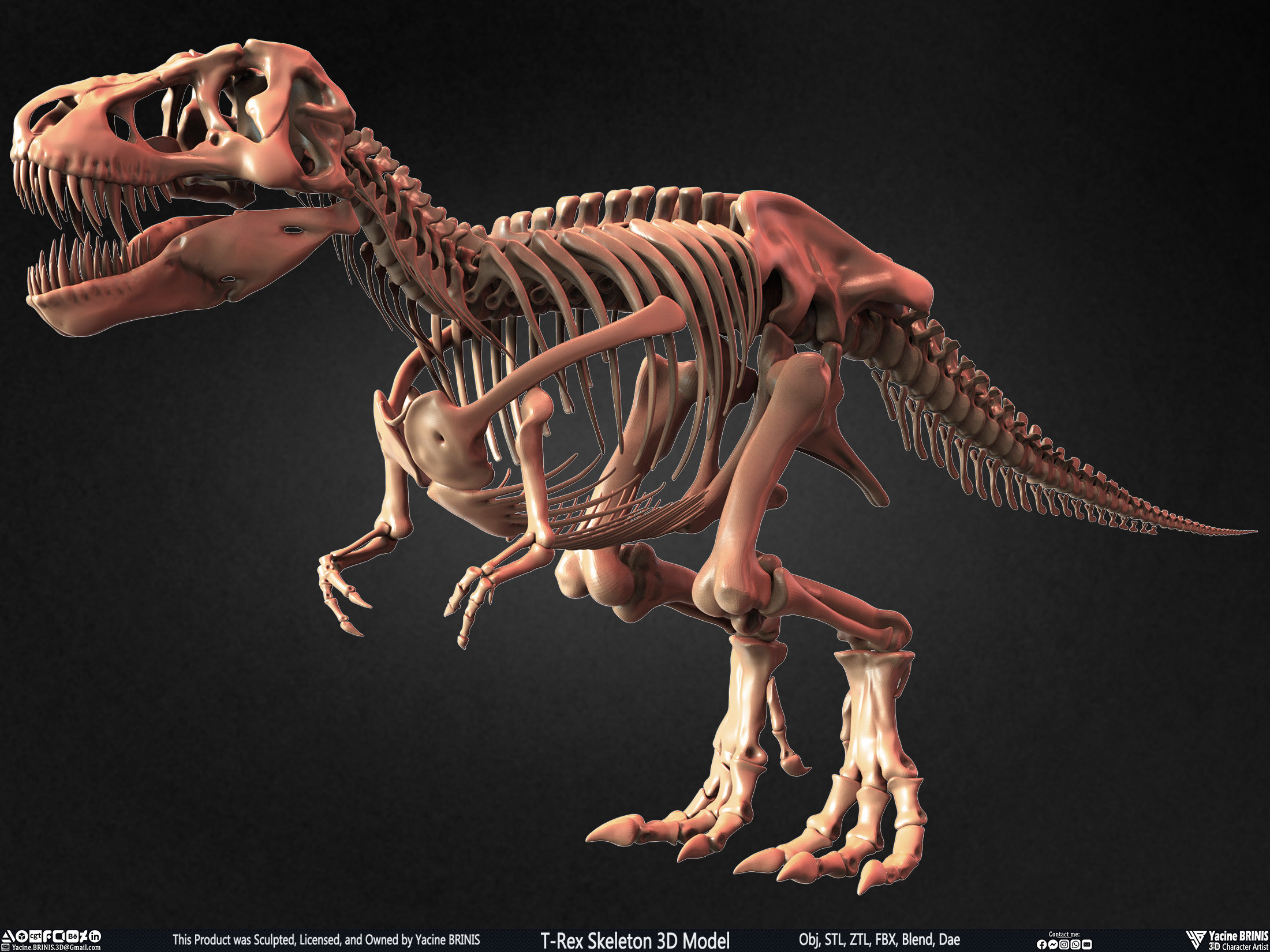 T-Rex Skeleton 3D Model (Tyrannosaurus Rex) Sculpted By Yacine BRINIS Set 011