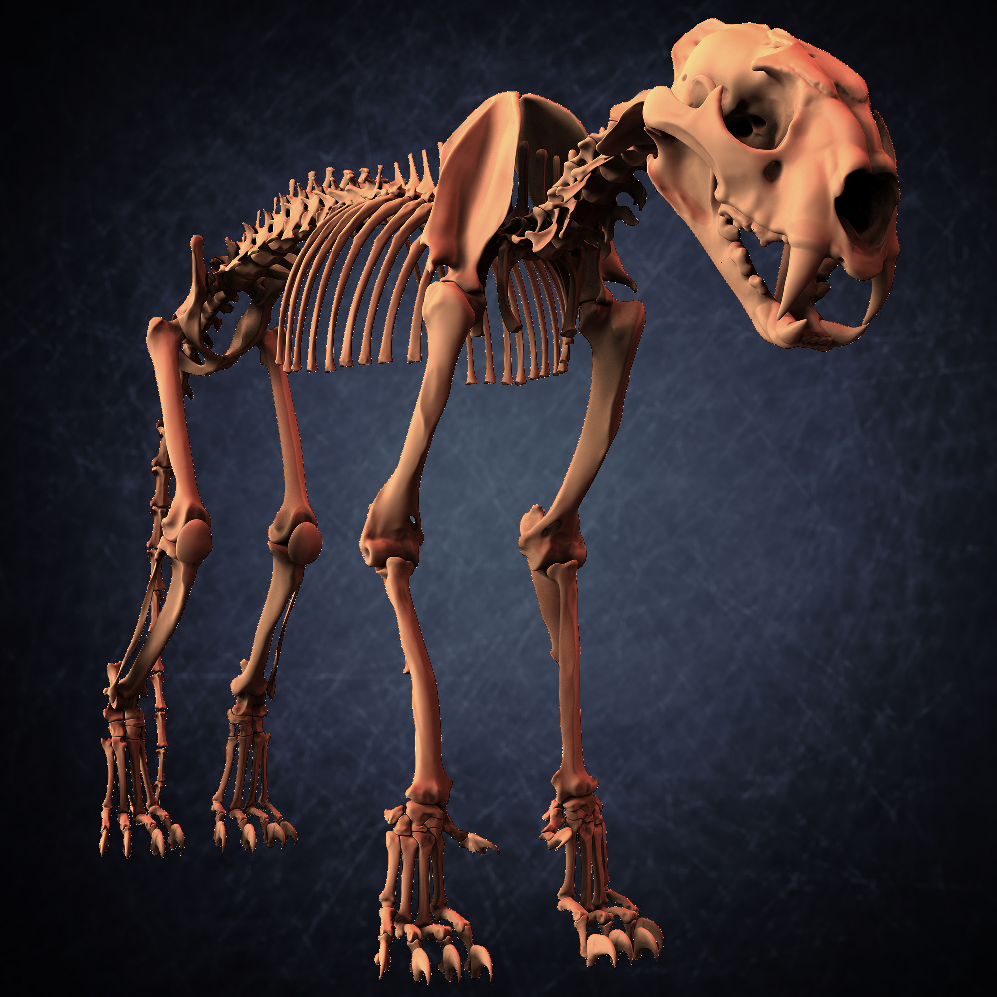 Leopard Skeleton 3D Model Sculpted By Yacine BRINIS 001