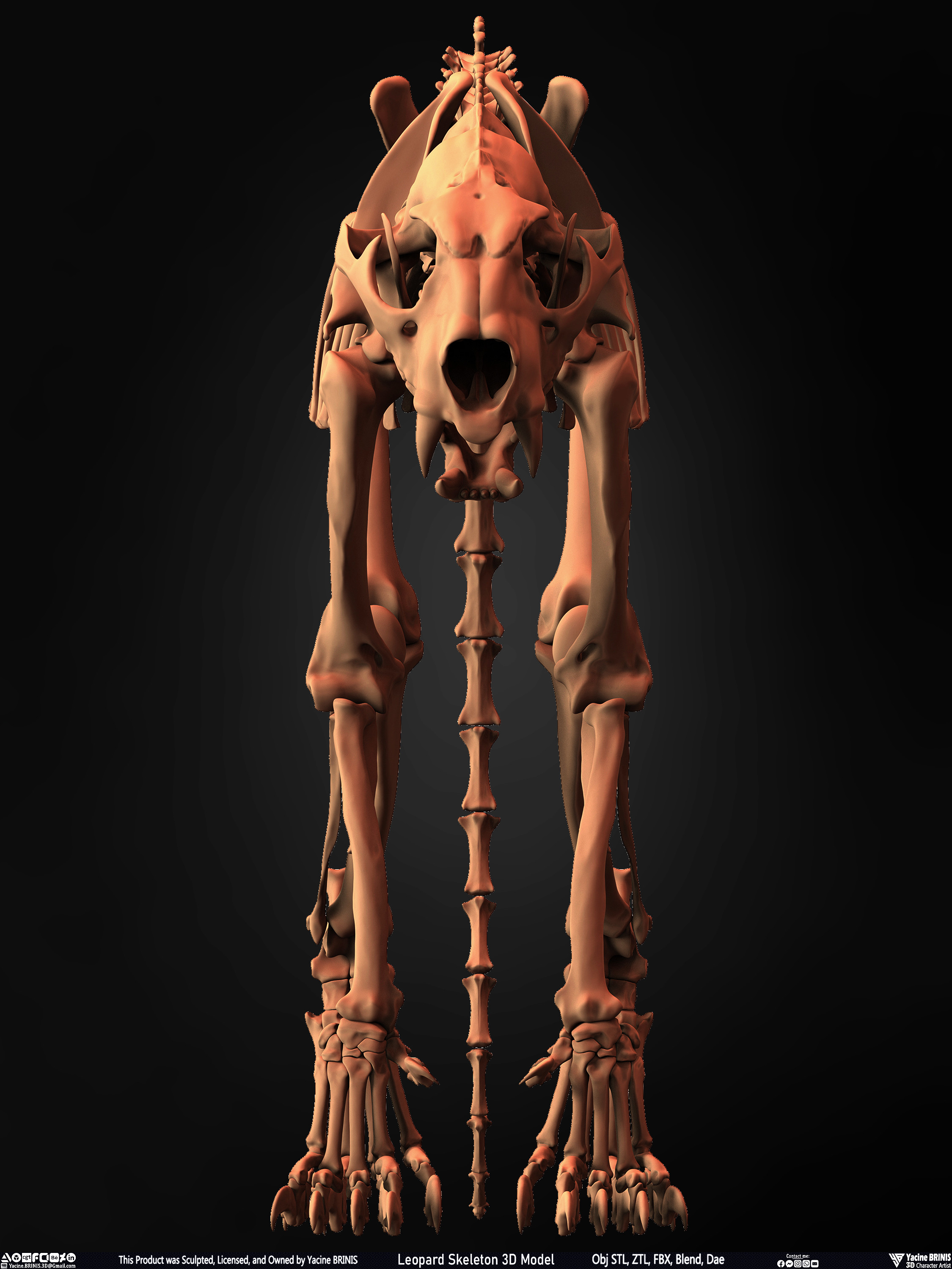 Leopard Skeleton 3D Model Sculpted By Yacine BRINIS 004