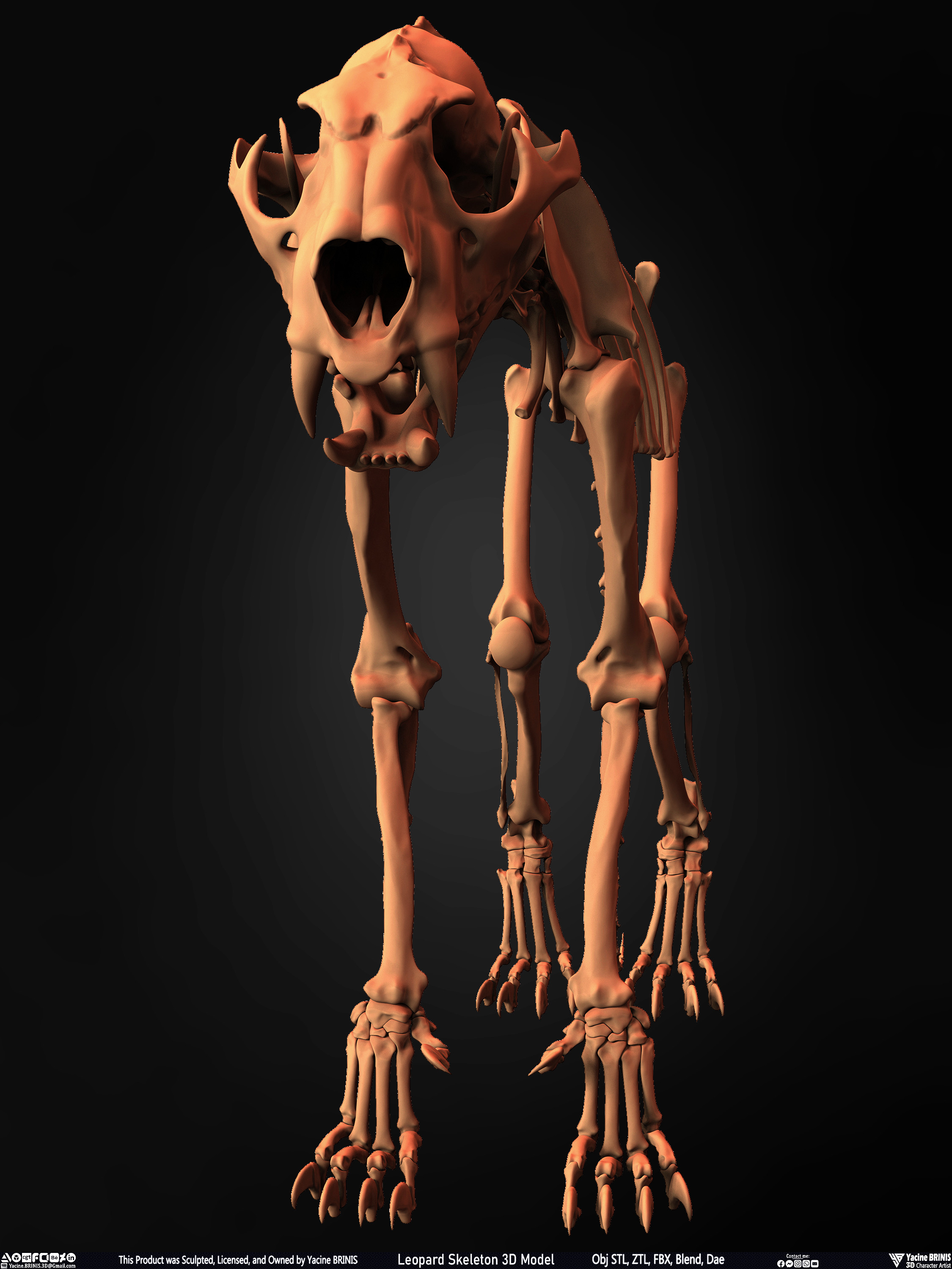 Leopard Skeleton 3D Model Sculpted By Yacine BRINIS 005