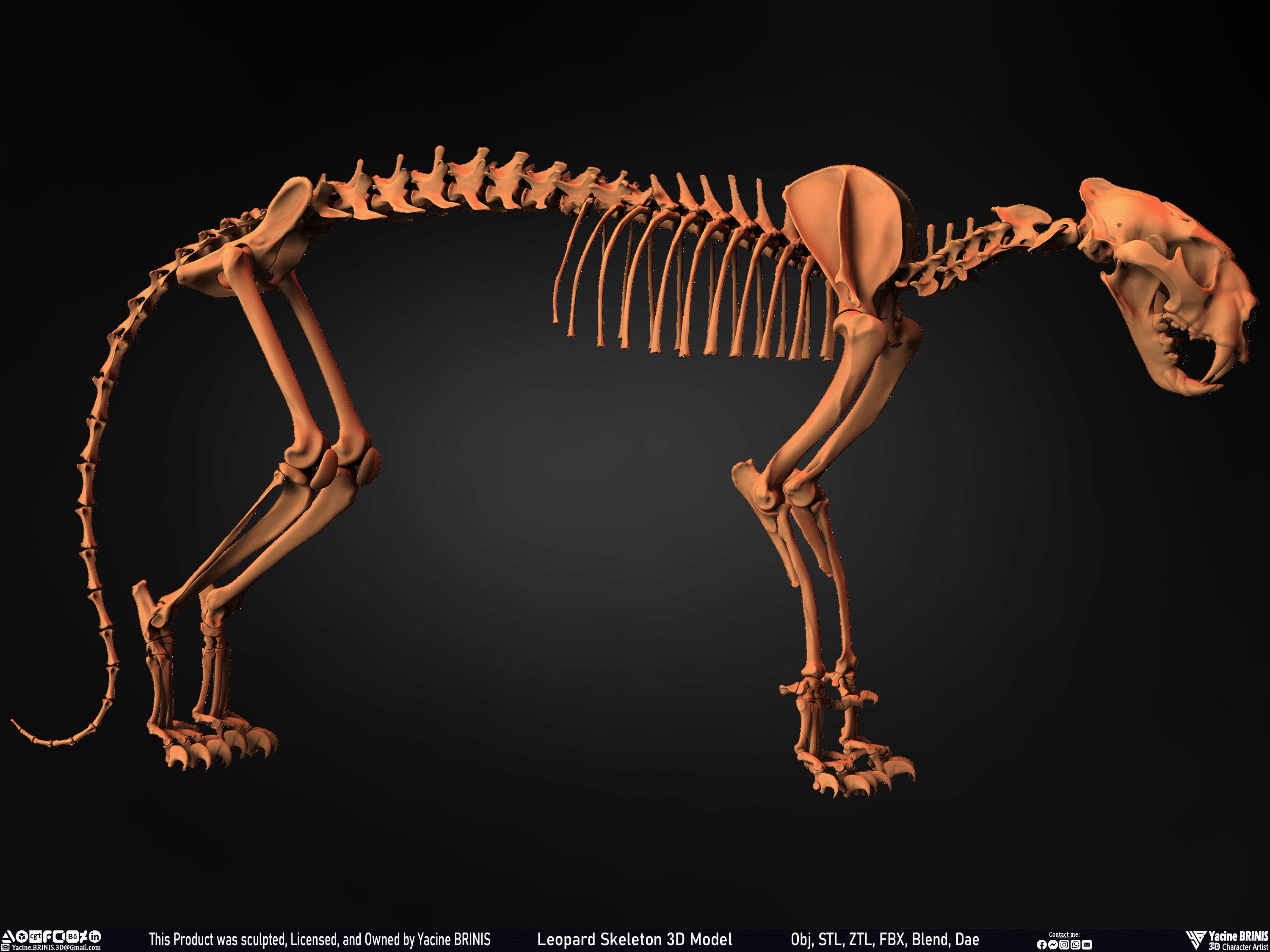 Leopard Skeleton 3D Model Sculpted By Yacine BRINIS 016