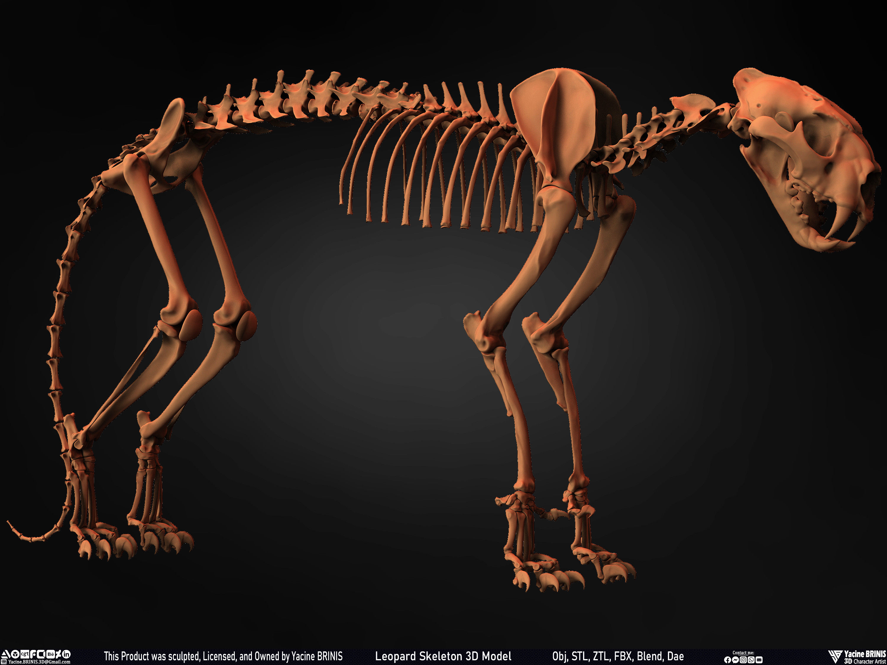 Leopard Skeleton 3D Model Sculpted By Yacine BRINIS 017
