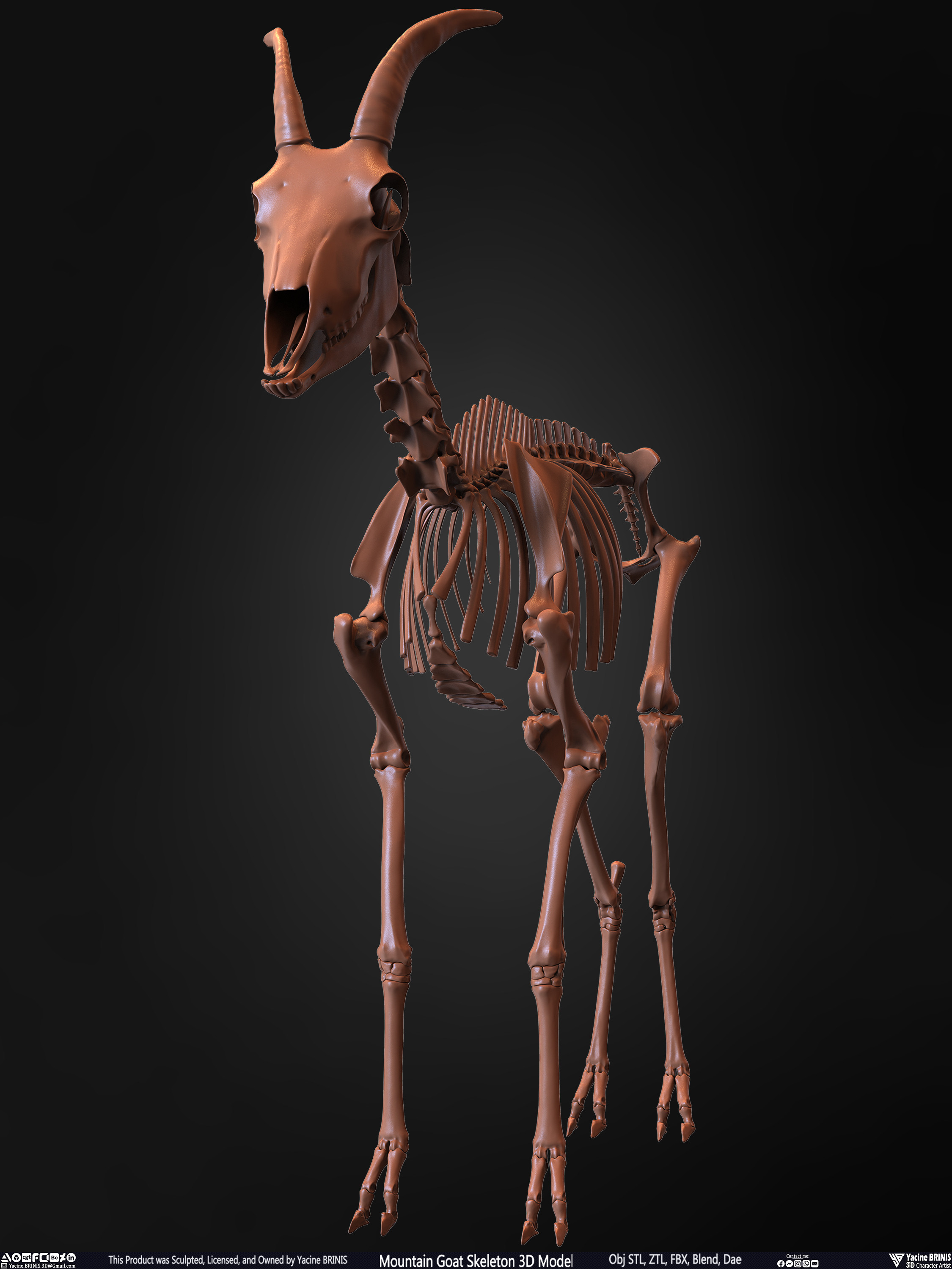 Mountain Goat Skeleton 3D Model Sculpted by Yacine BRINIS Set 005