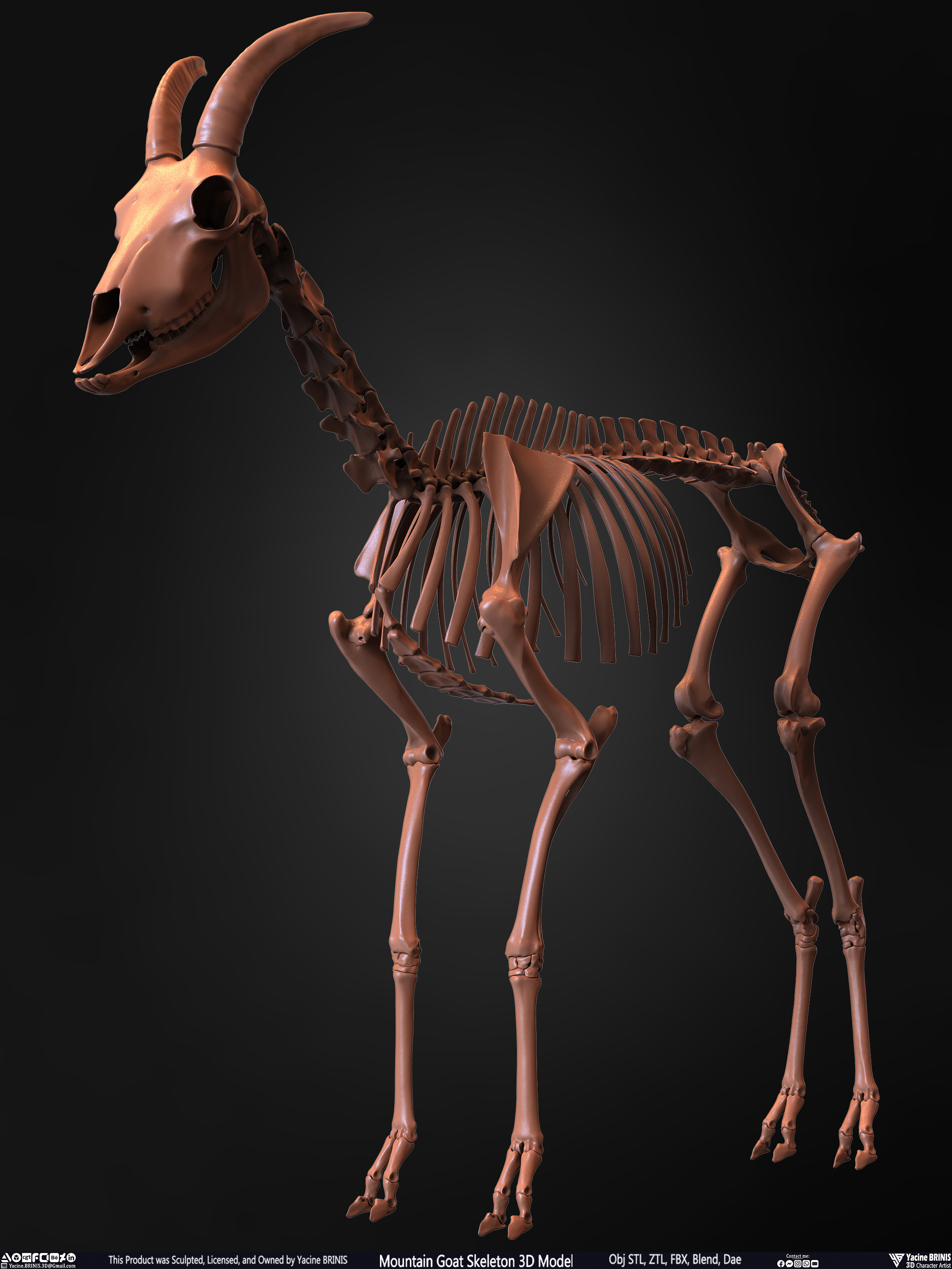 Mountain Goat Skeleton 3D Model Sculpted by Yacine BRINIS Set 007