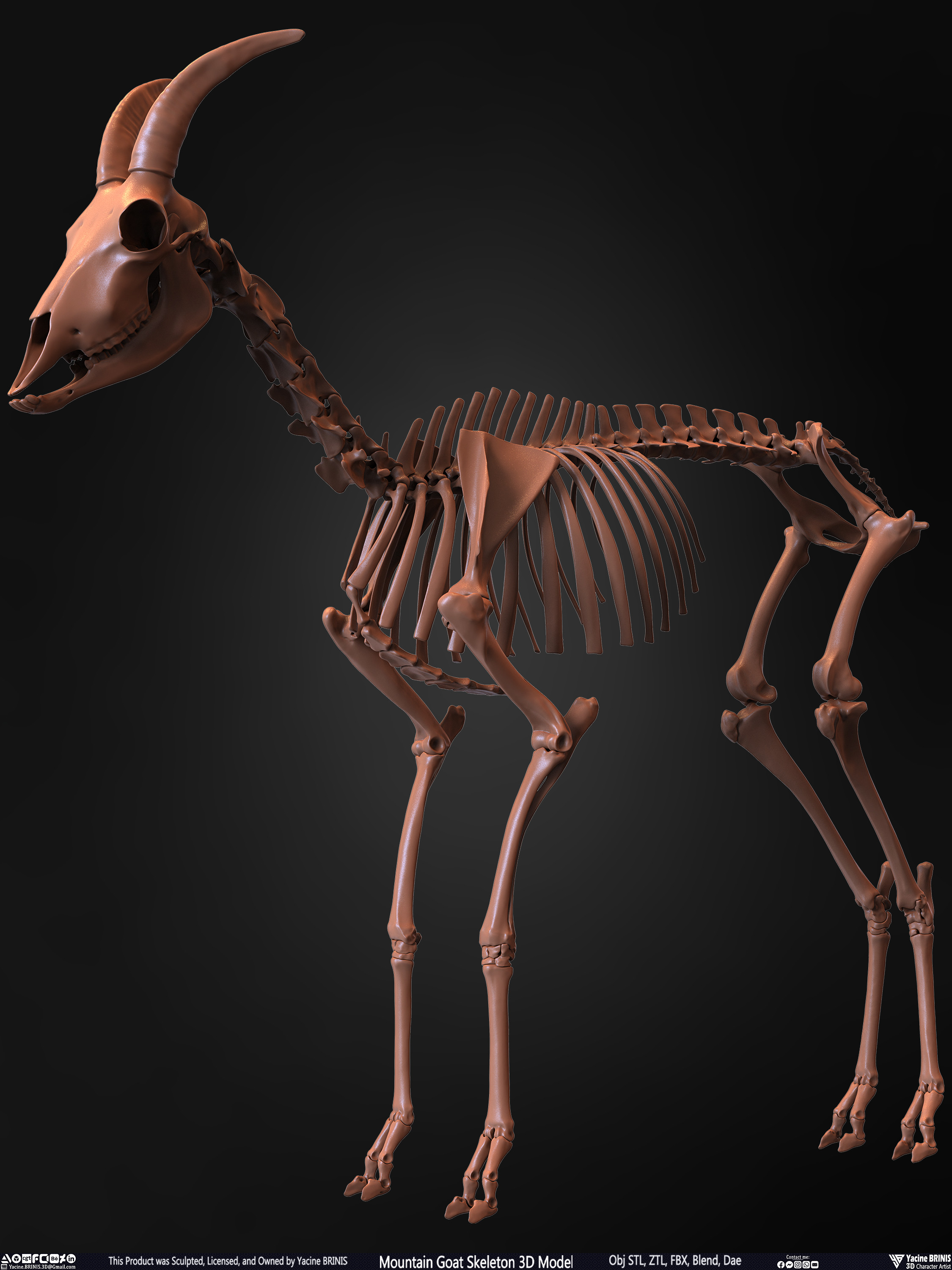 Mountain Goat Skeleton 3D Model Sculpted by Yacine BRINIS Set 008