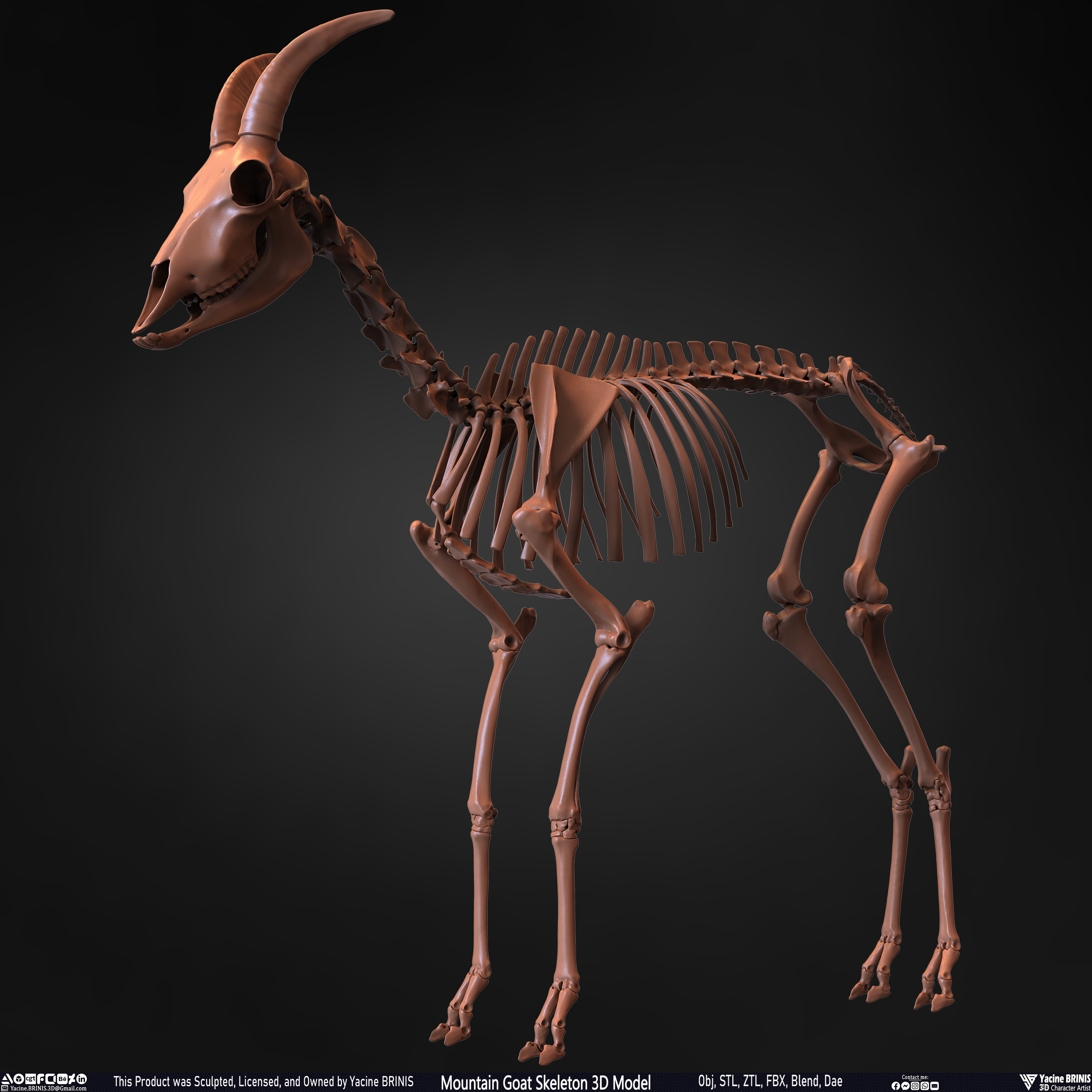 Mountain Goat Skeleton 3D Model Sculpted by Yacine BRINIS Set 009