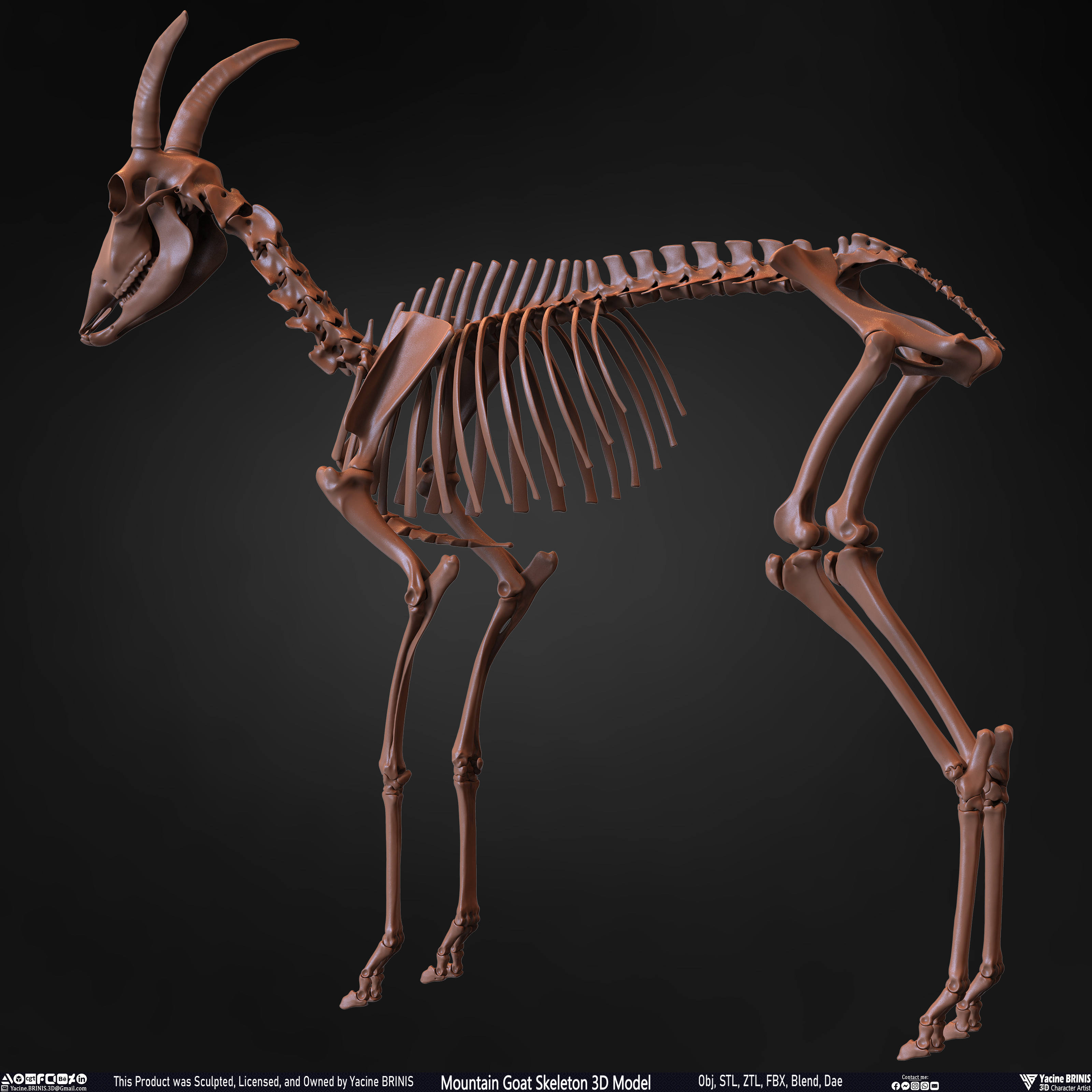 Mountain Goat Skeleton 3D Model Sculpted by Yacine BRINIS Set 012