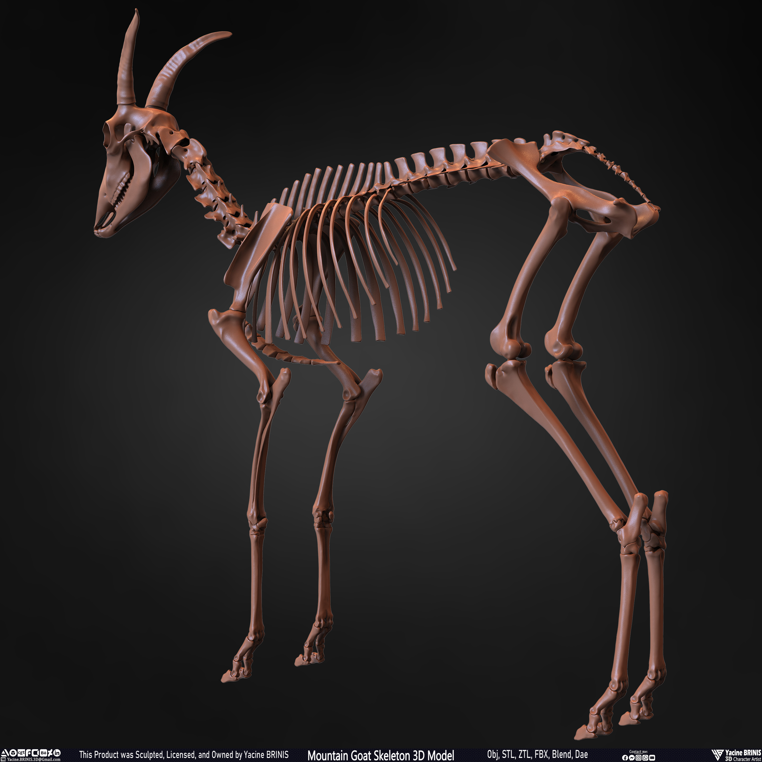 Mountain Goat Skeleton 3D Model Sculpted by Yacine BRINIS Set 013