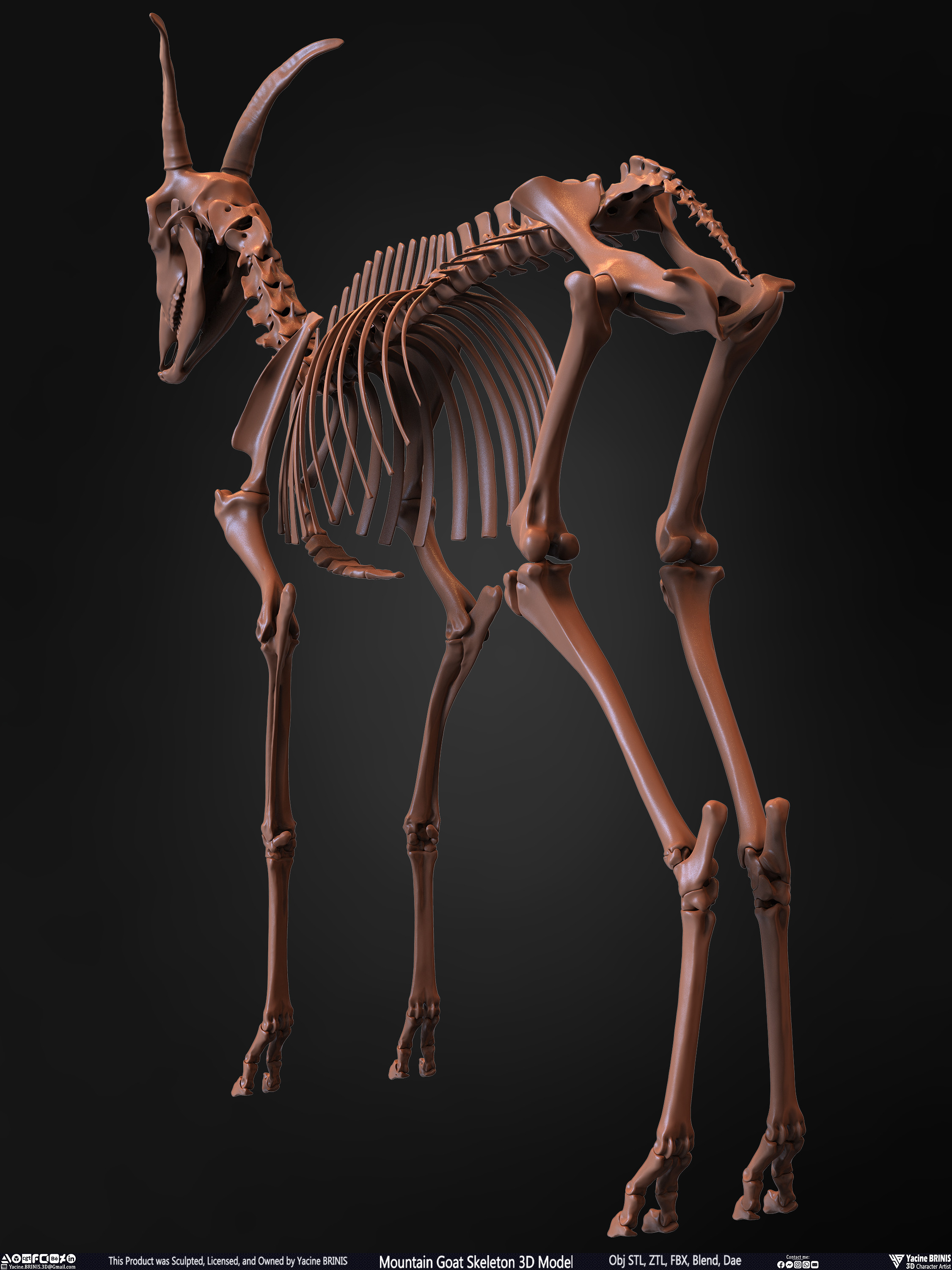 Mountain Goat Skeleton 3D Model Sculpted by Yacine BRINIS Set 015