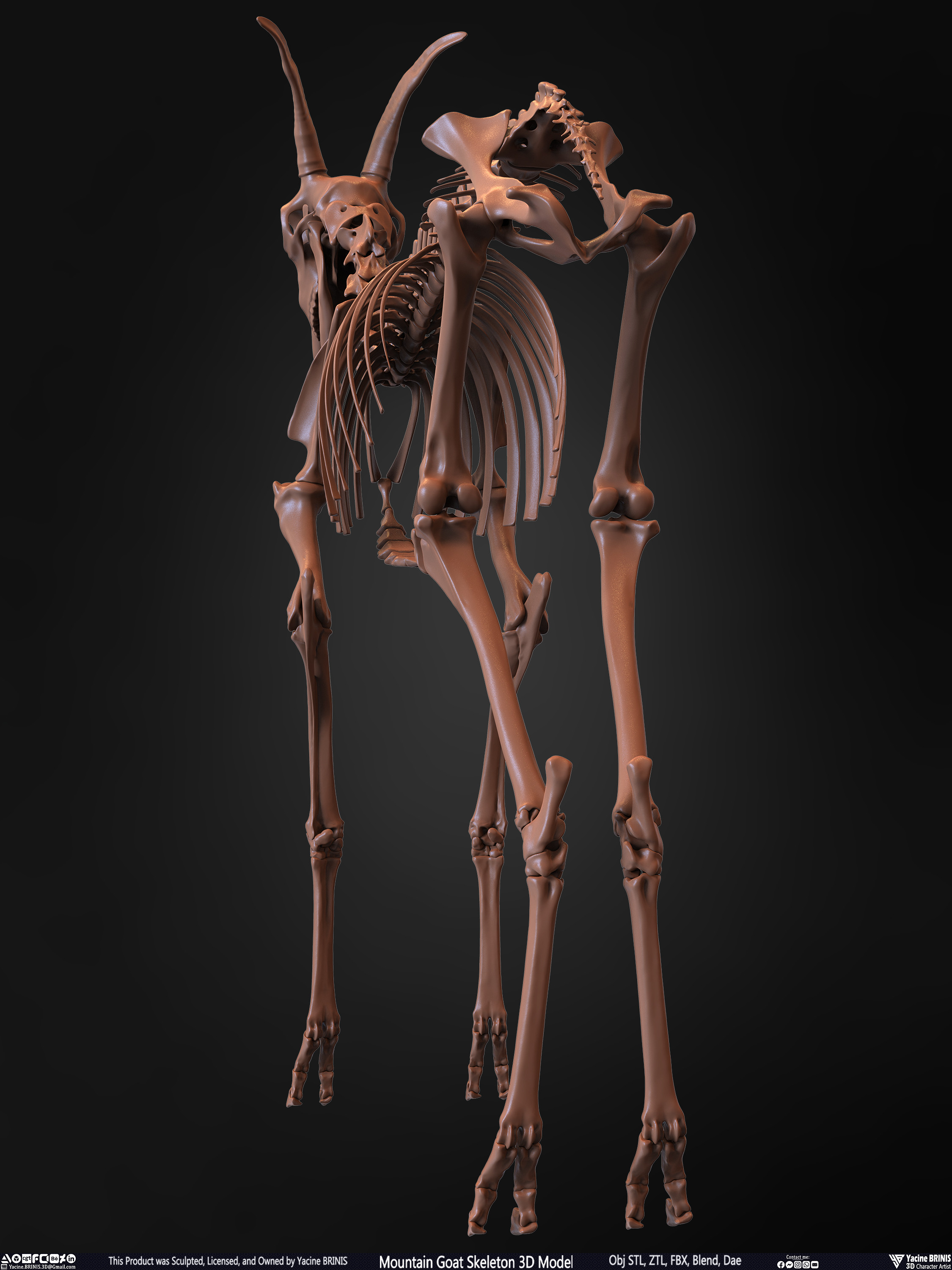 Mountain Goat Skeleton 3D Model Sculpted by Yacine BRINIS Set 017
