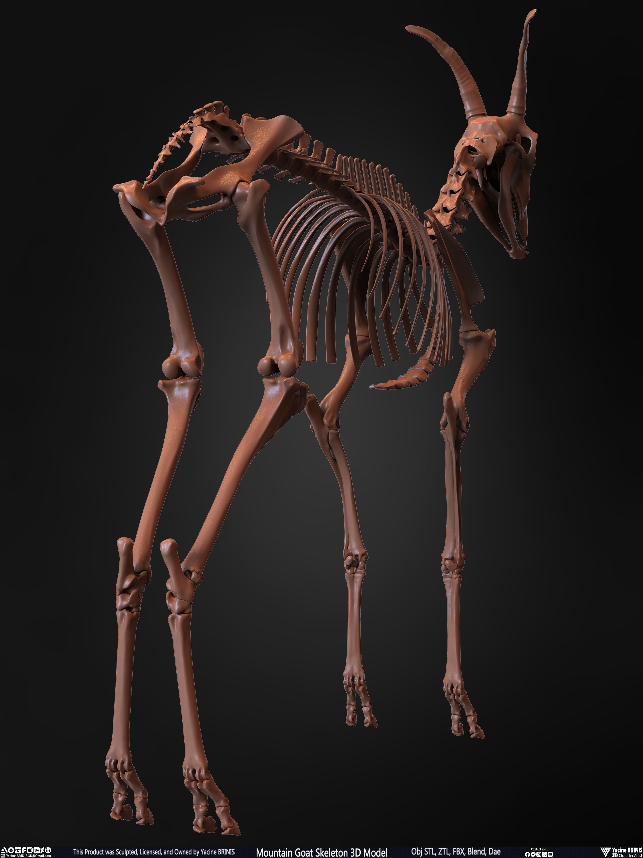 Mountain Goat Skeleton 3D Model Sculpted by Yacine BRINIS Set 020