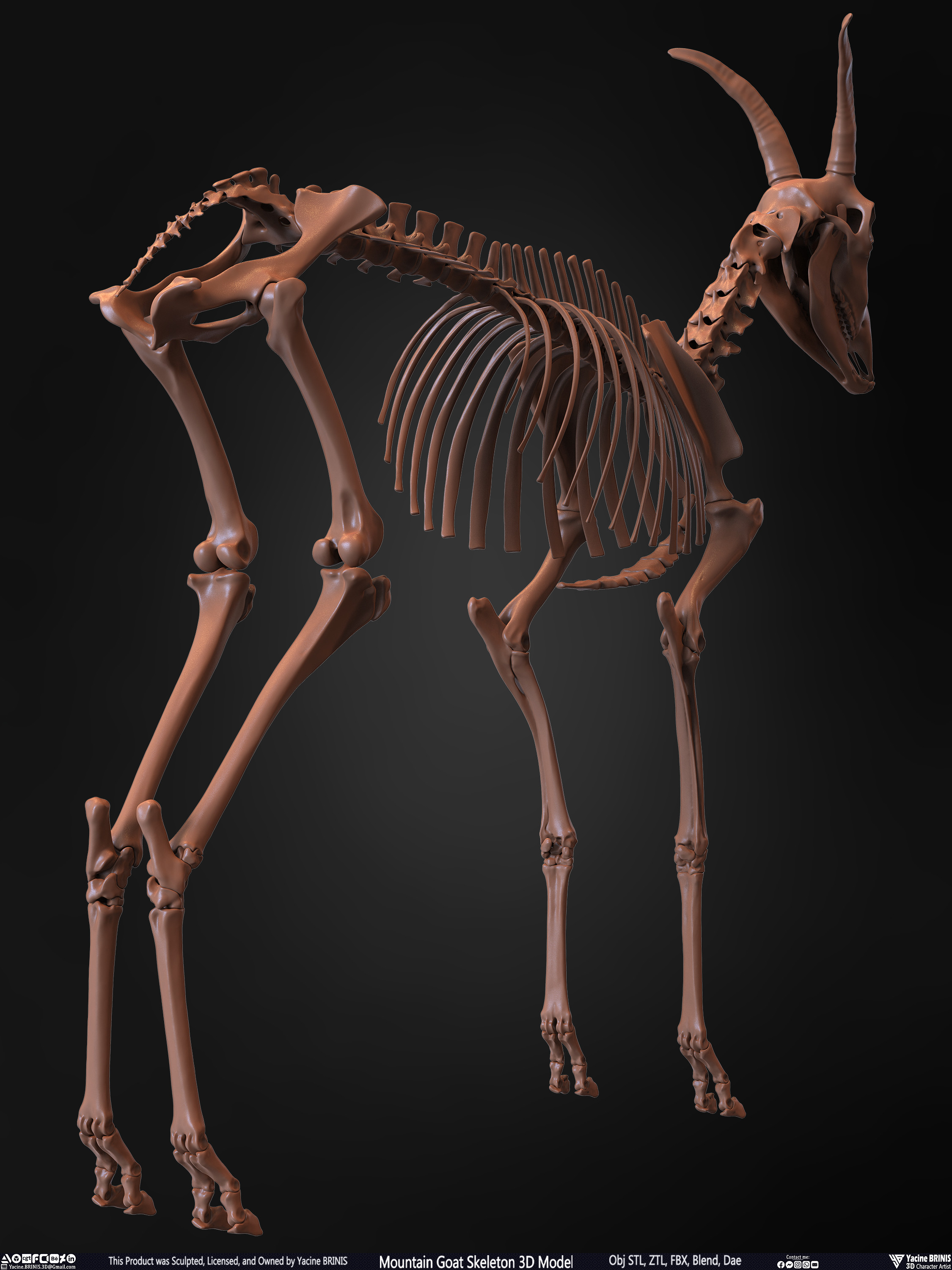 Mountain Goat Skeleton 3D Model Sculpted by Yacine BRINIS Set 021