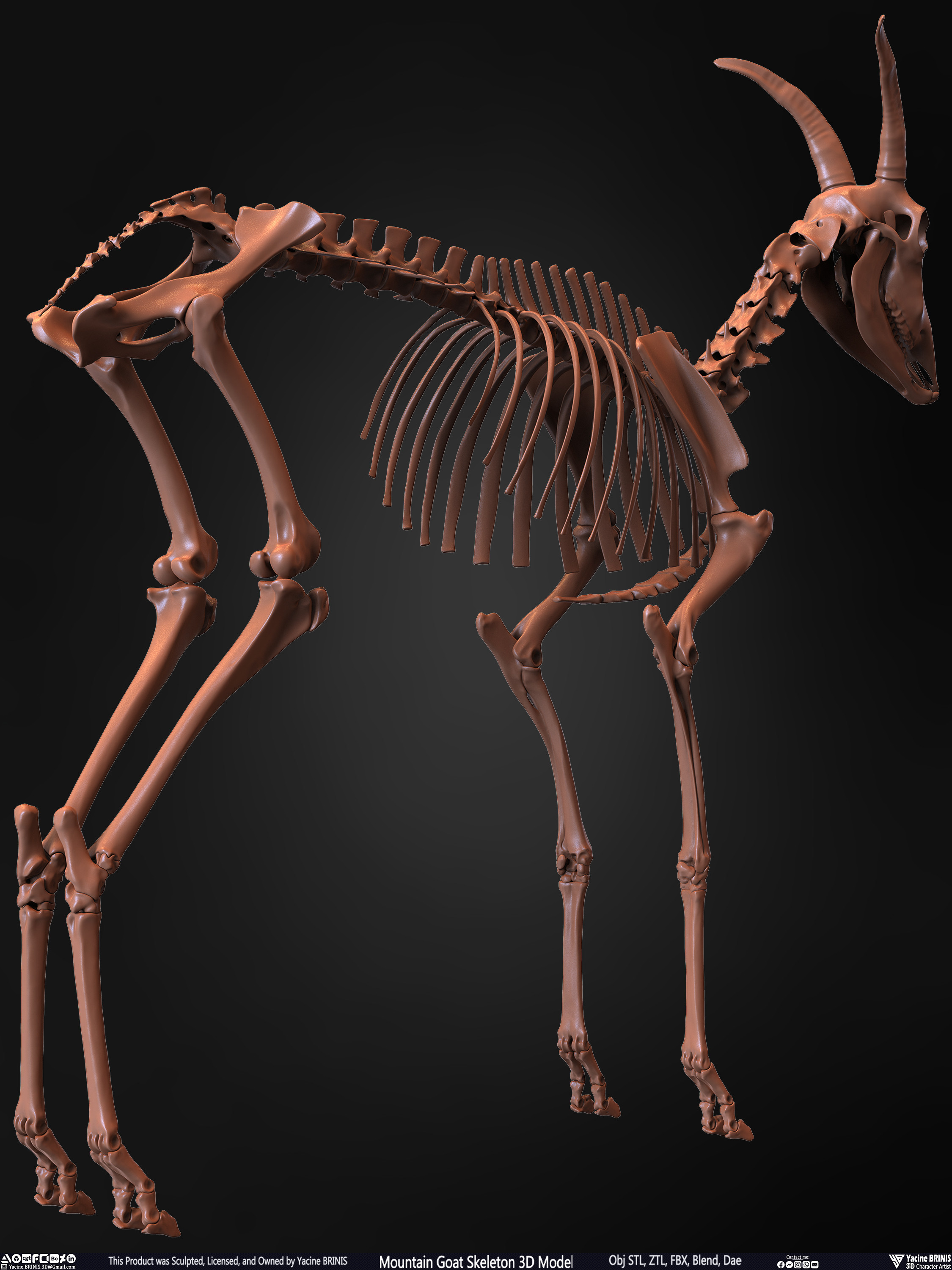 Mountain Goat Skeleton 3D Model Sculpted by Yacine BRINIS Set 022