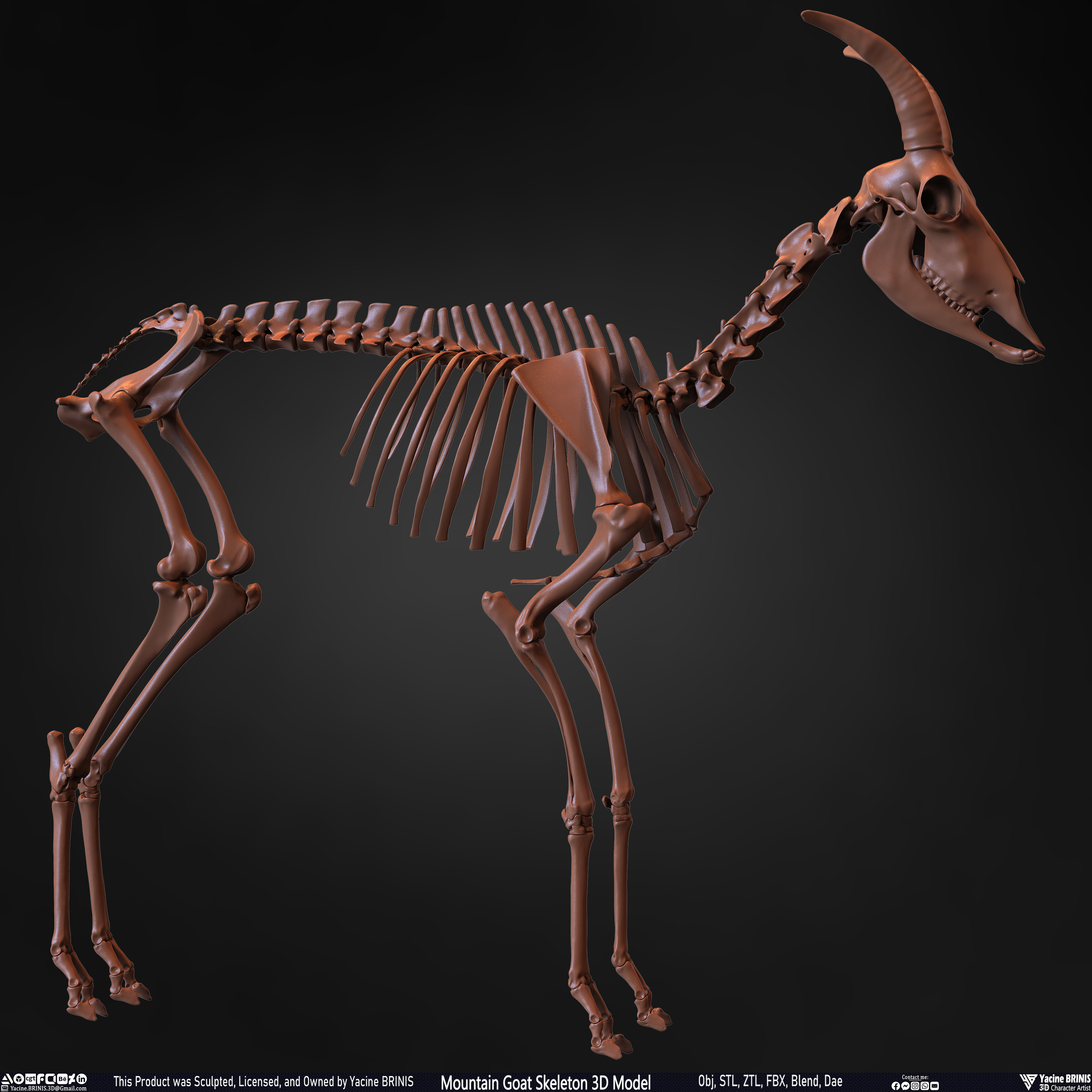 Mountain Goat Skeleton 3D Model Sculpted by Yacine BRINIS Set 024
