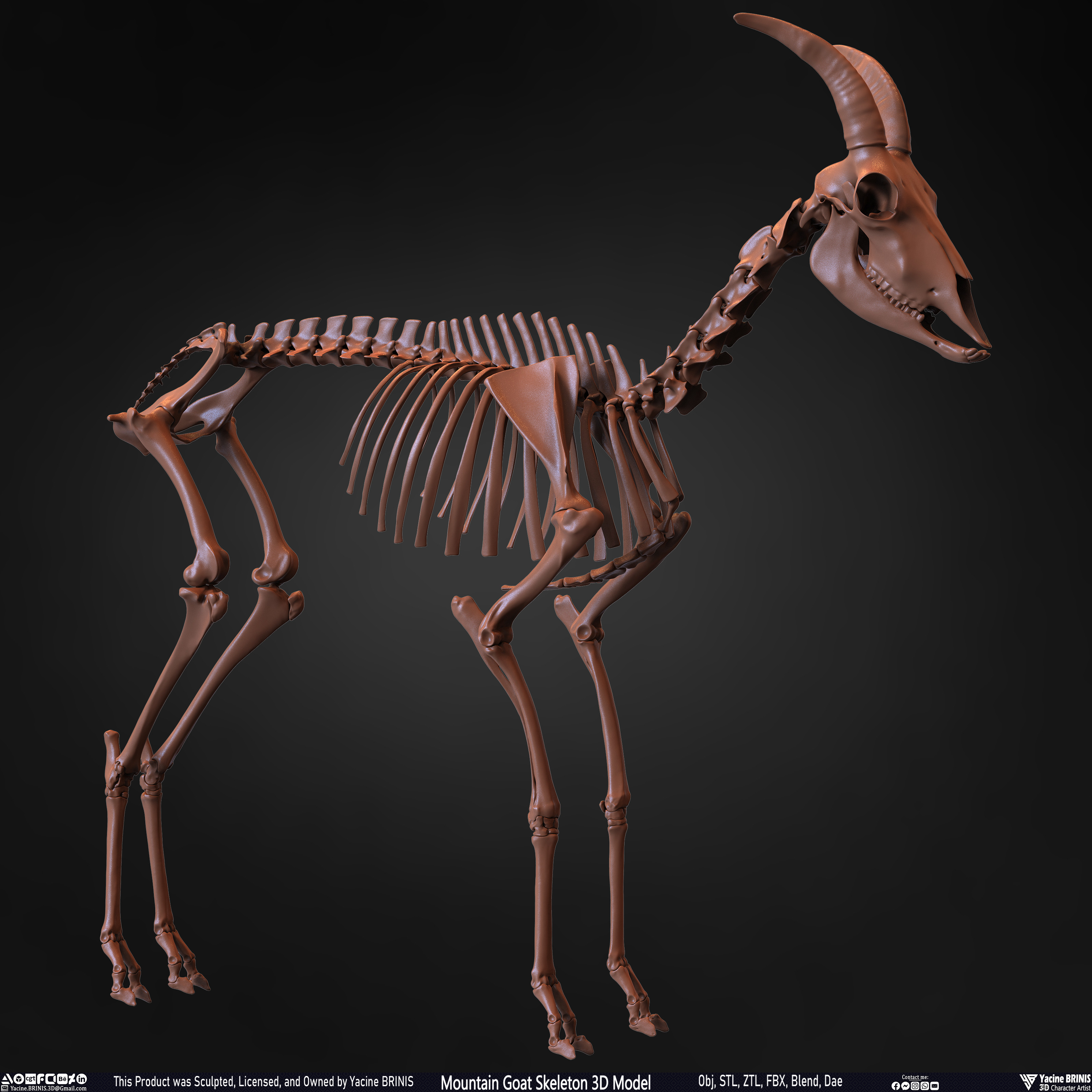 Mountain Goat Skeleton 3D Model Sculpted by Yacine BRINIS Set 025