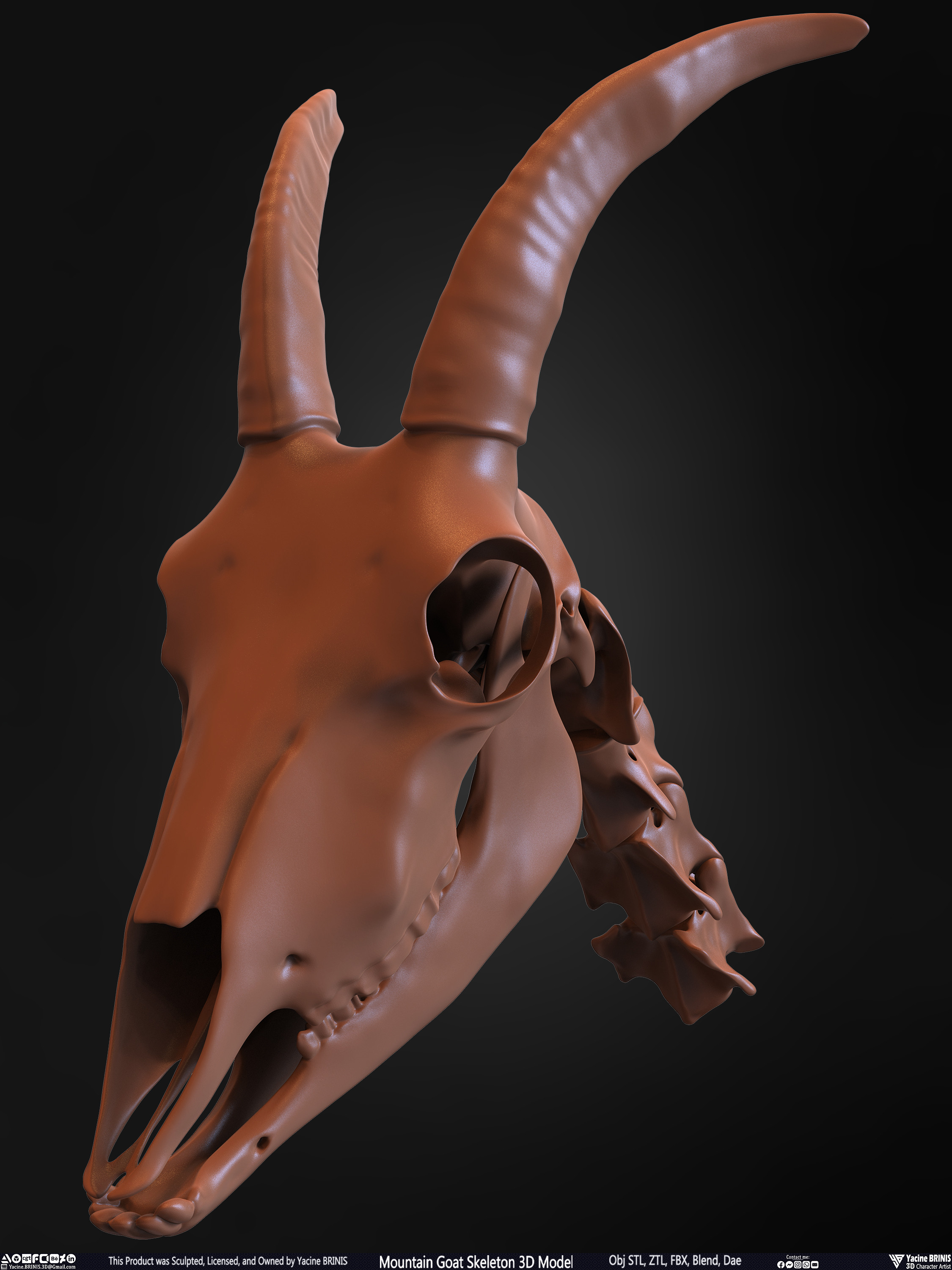 Mountain Goat Skeleton 3D Model Sculpted by Yacine BRINIS Set 030