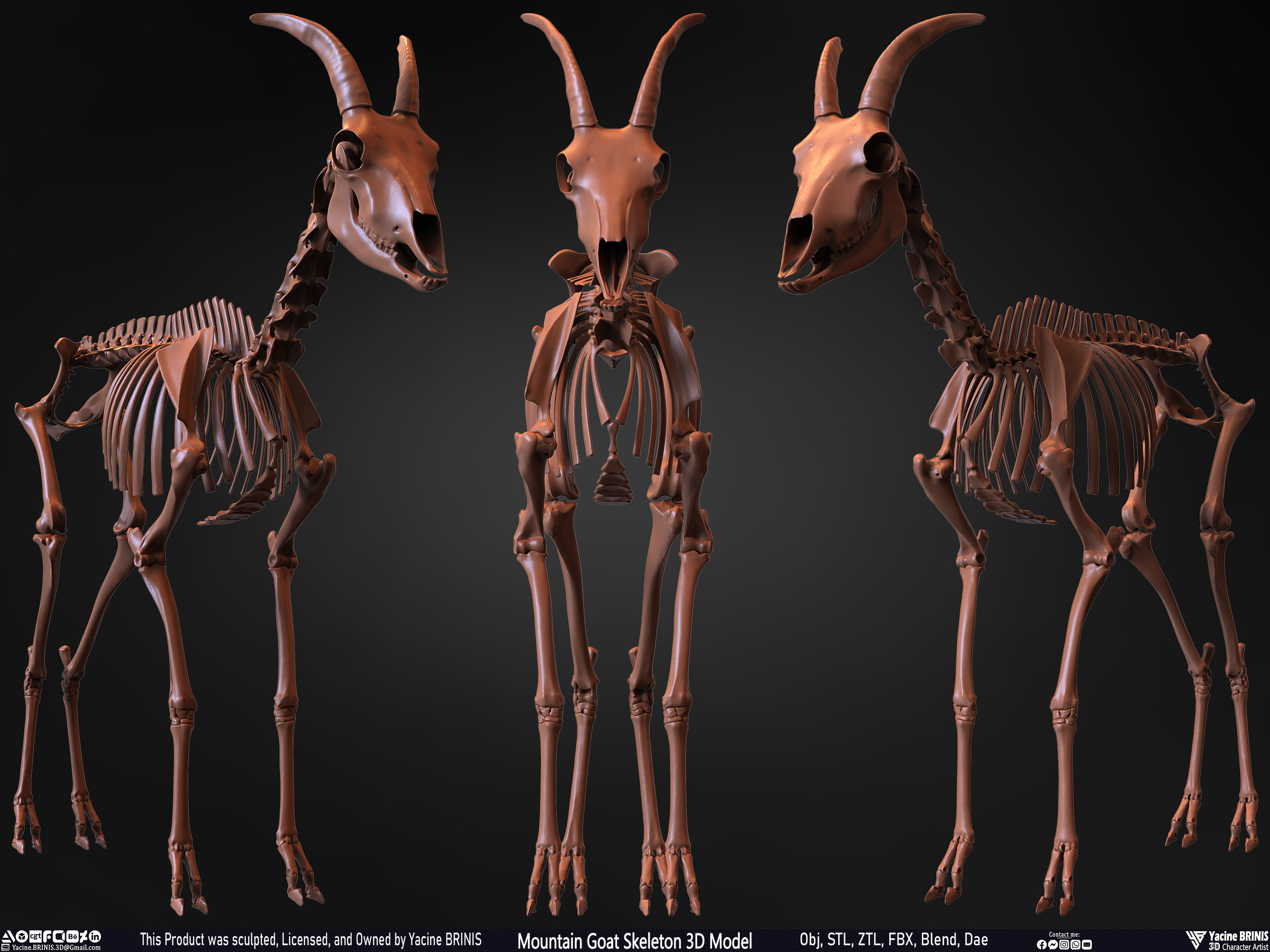 Mountain Goat Skeleton 3D Model Sculpted by Yacine BRINIS Set 033