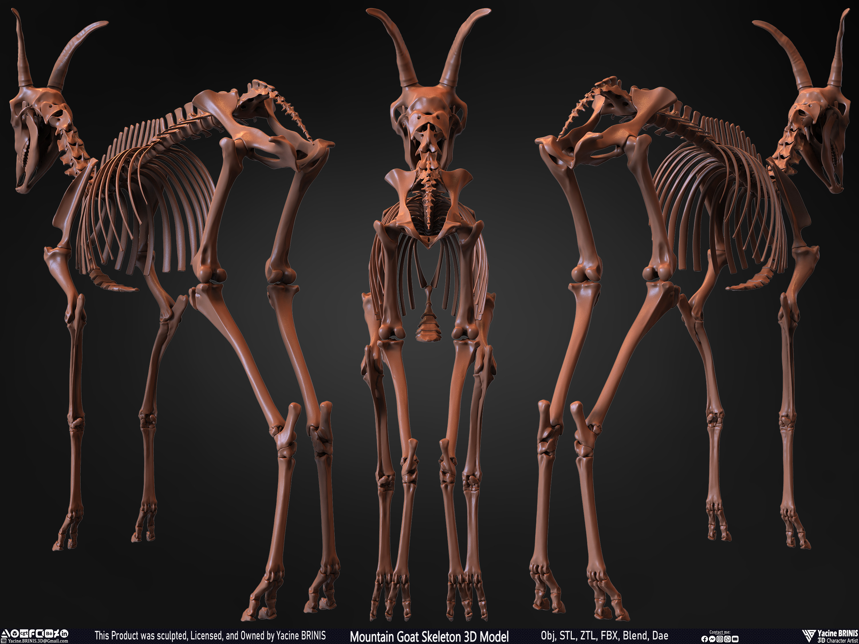 Mountain Goat Skeleton 3D Model Sculpted by Yacine BRINIS Set 034