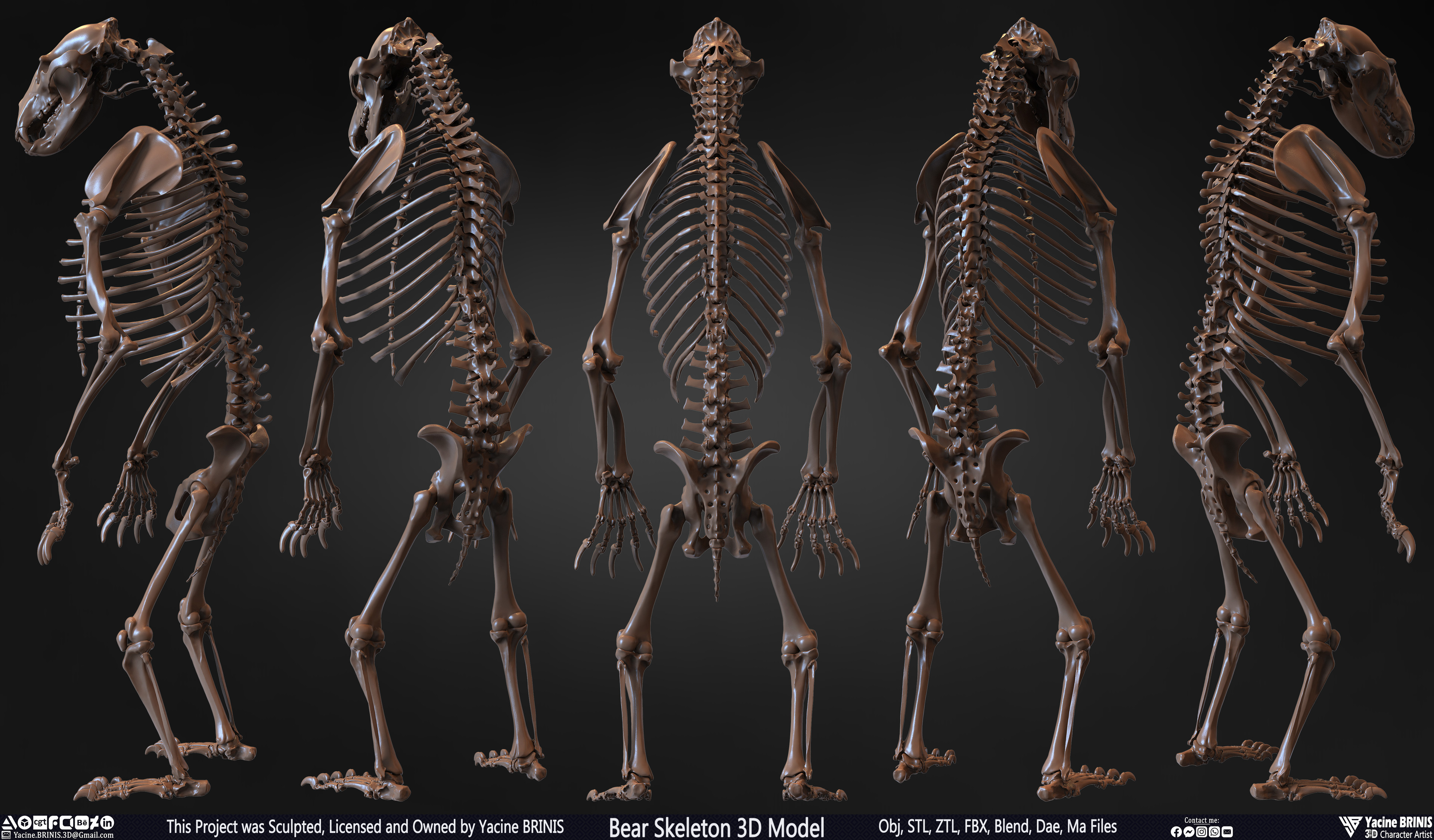 Bear Skeleton 3D Model Sculpted by Yacine BRINIS Set 003