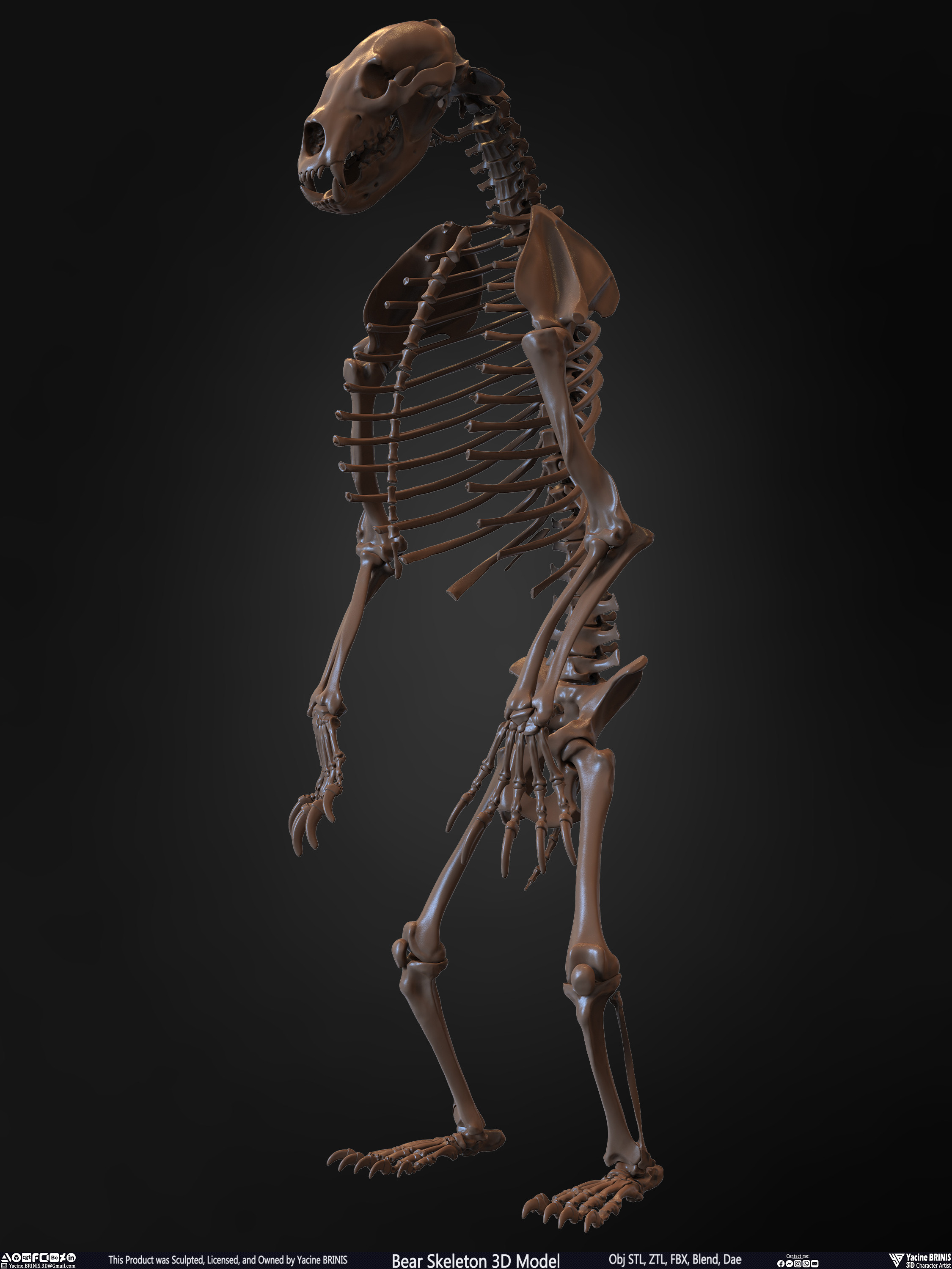 Bear Skeleton 3D Model Sculpted by Yacine BRINIS Set 009