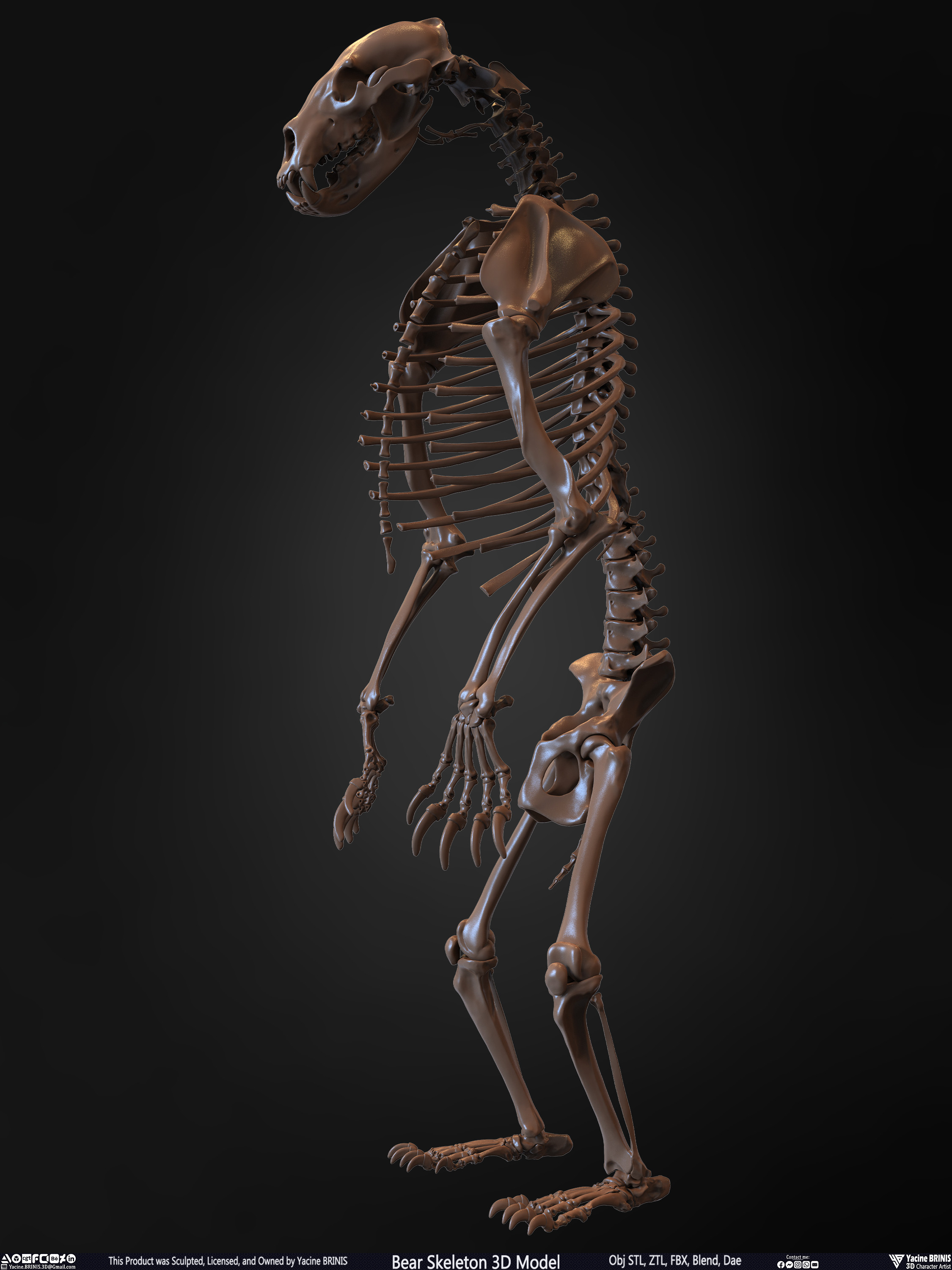 Bear Skeleton 3D Model Sculpted by Yacine BRINIS Set 010