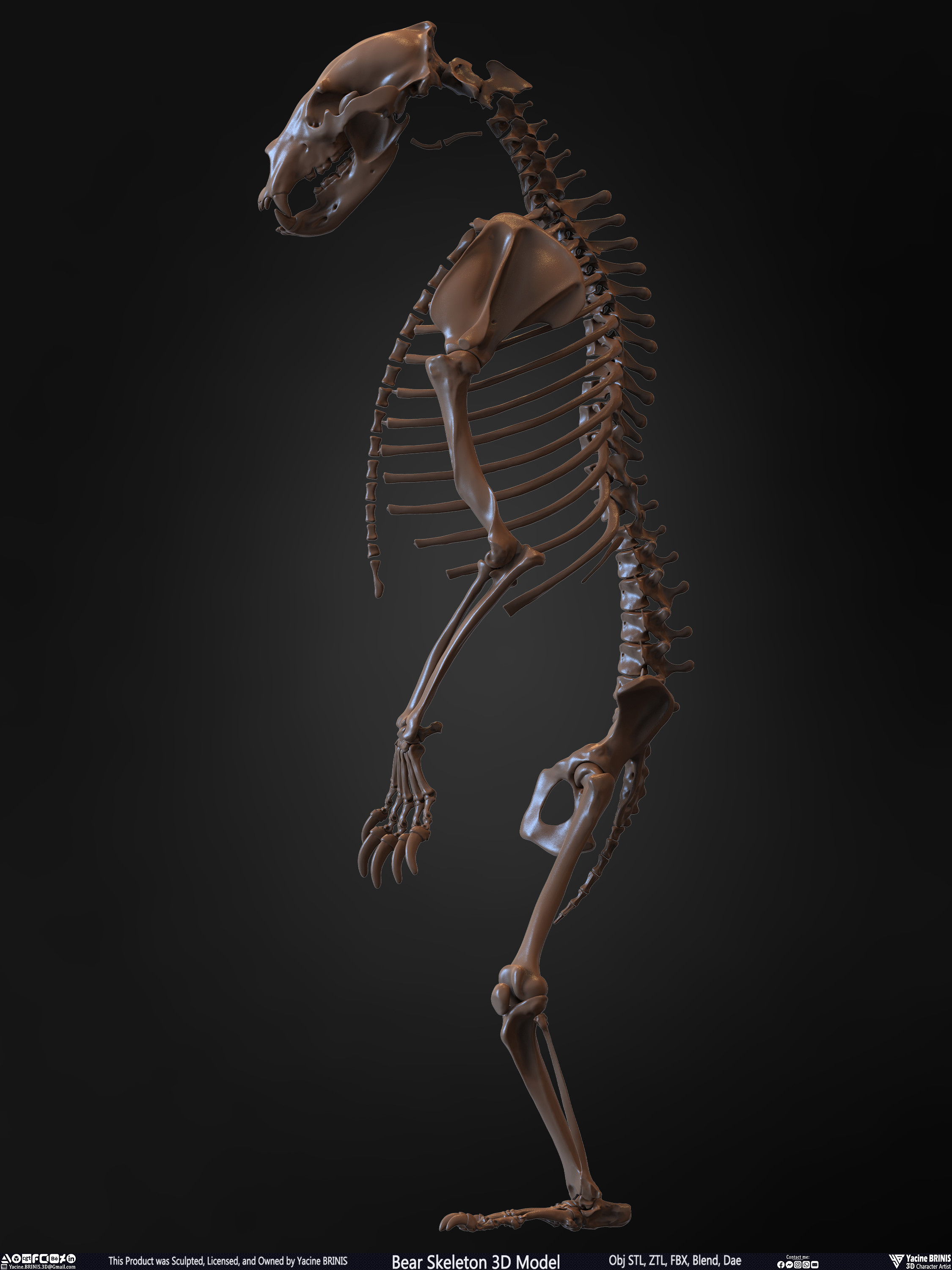 Bear Skeleton 3D Model Sculpted by Yacine BRINIS Set 011