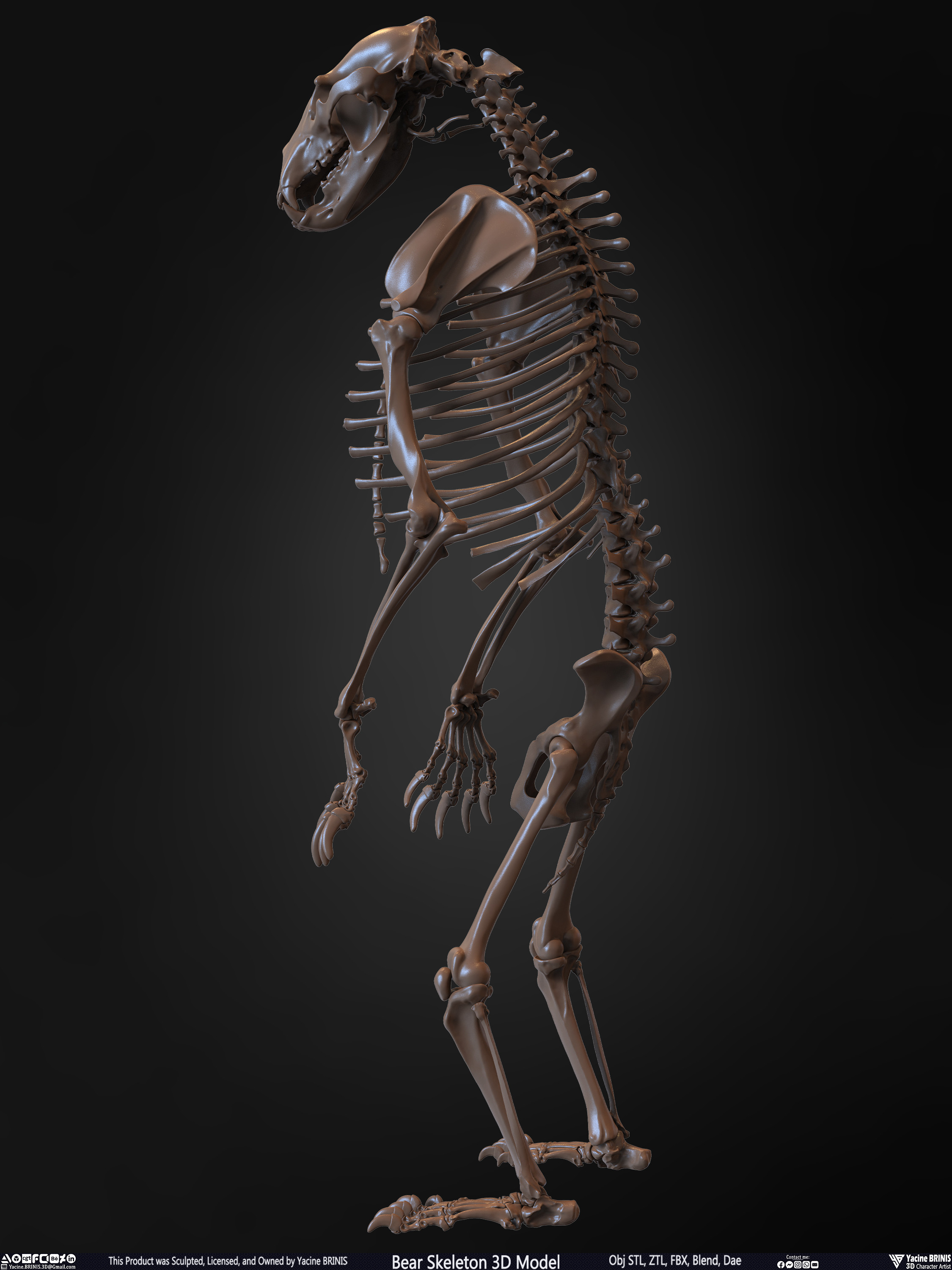 Bear Skeleton 3D Model Sculpted by Yacine BRINIS Set 012