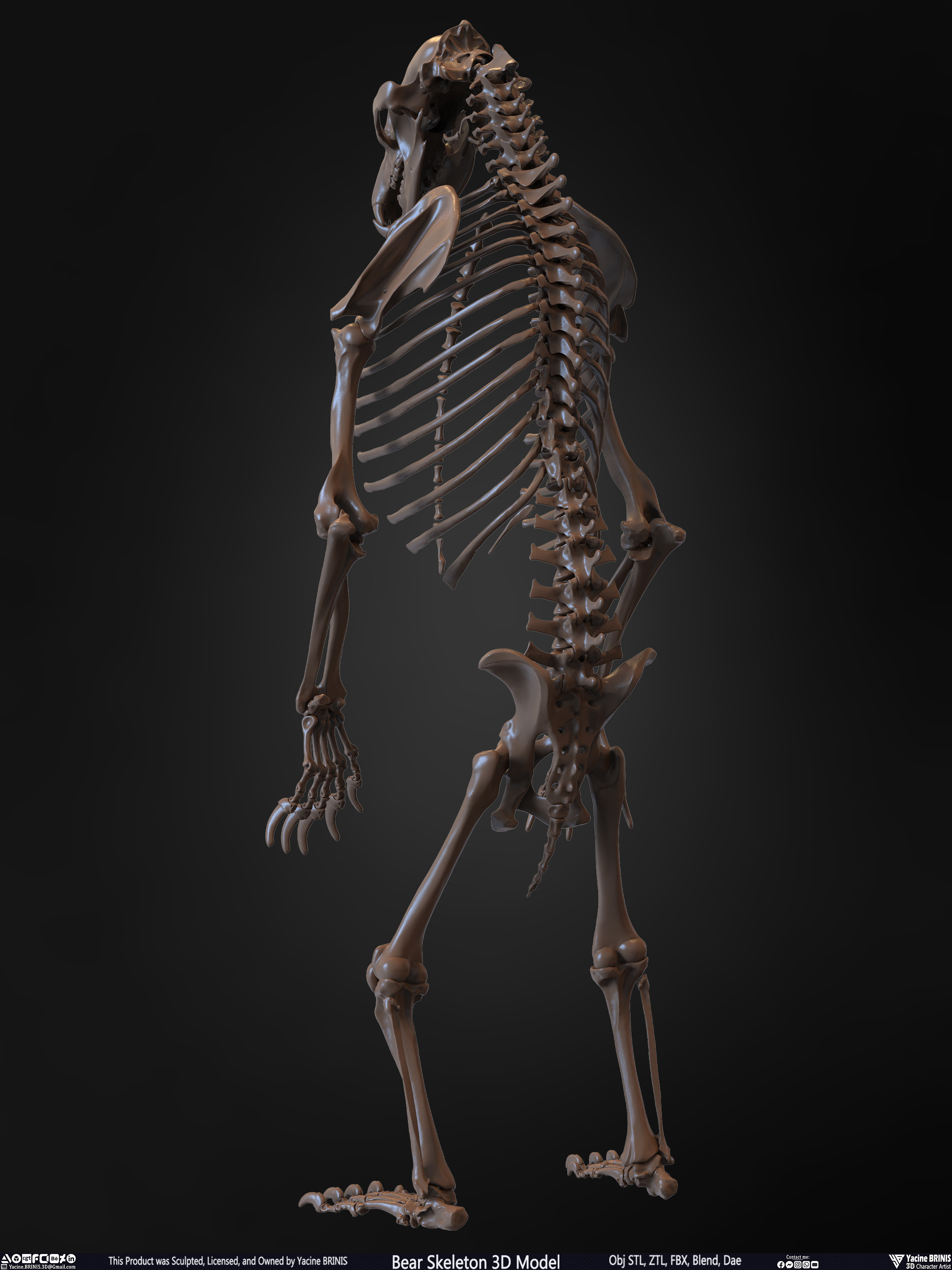 Bear Skeleton 3D Model Sculpted by Yacine BRINIS Set 014