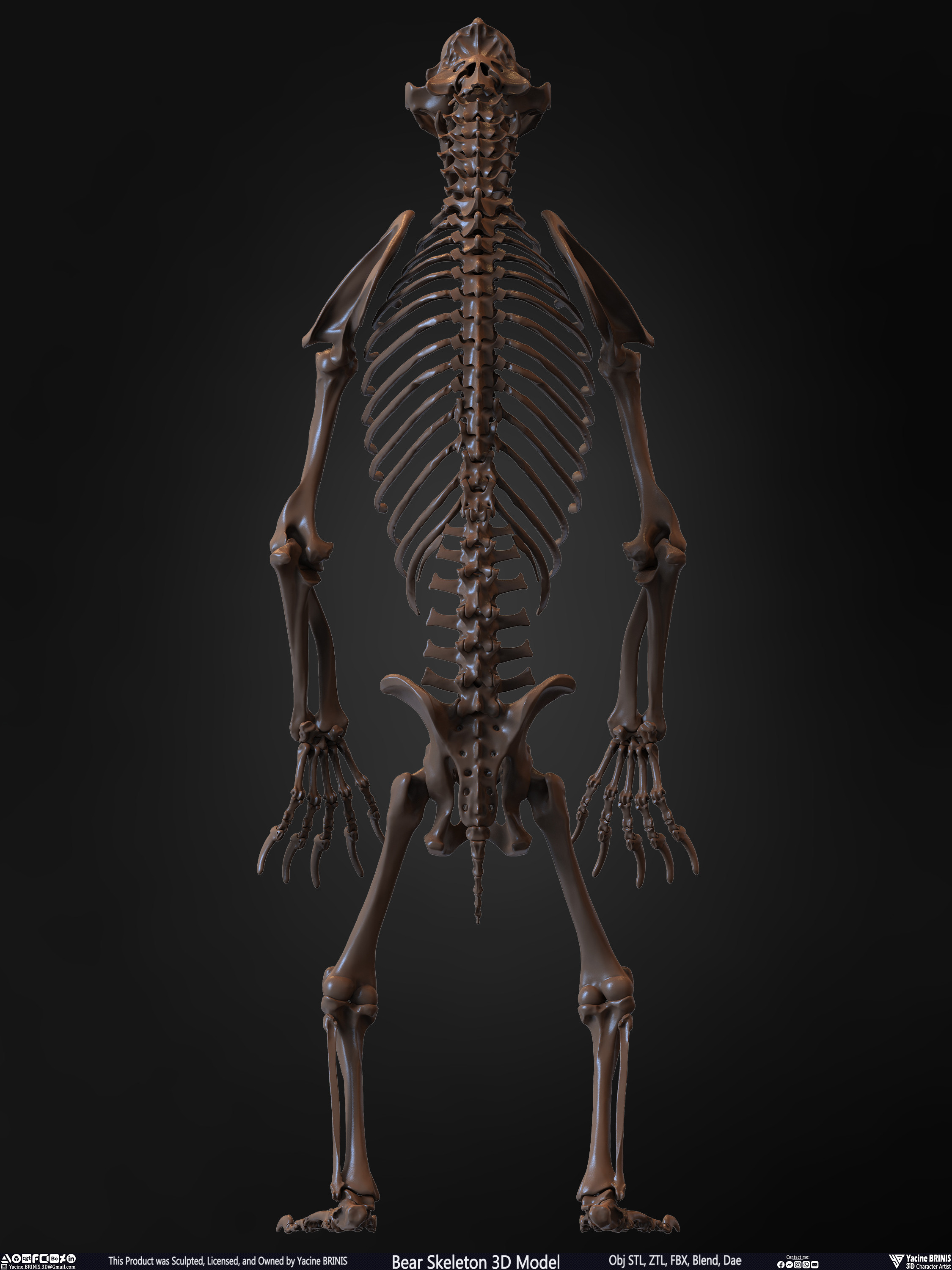 Bear Skeleton 3D Model Sculpted by Yacine BRINIS Set 016