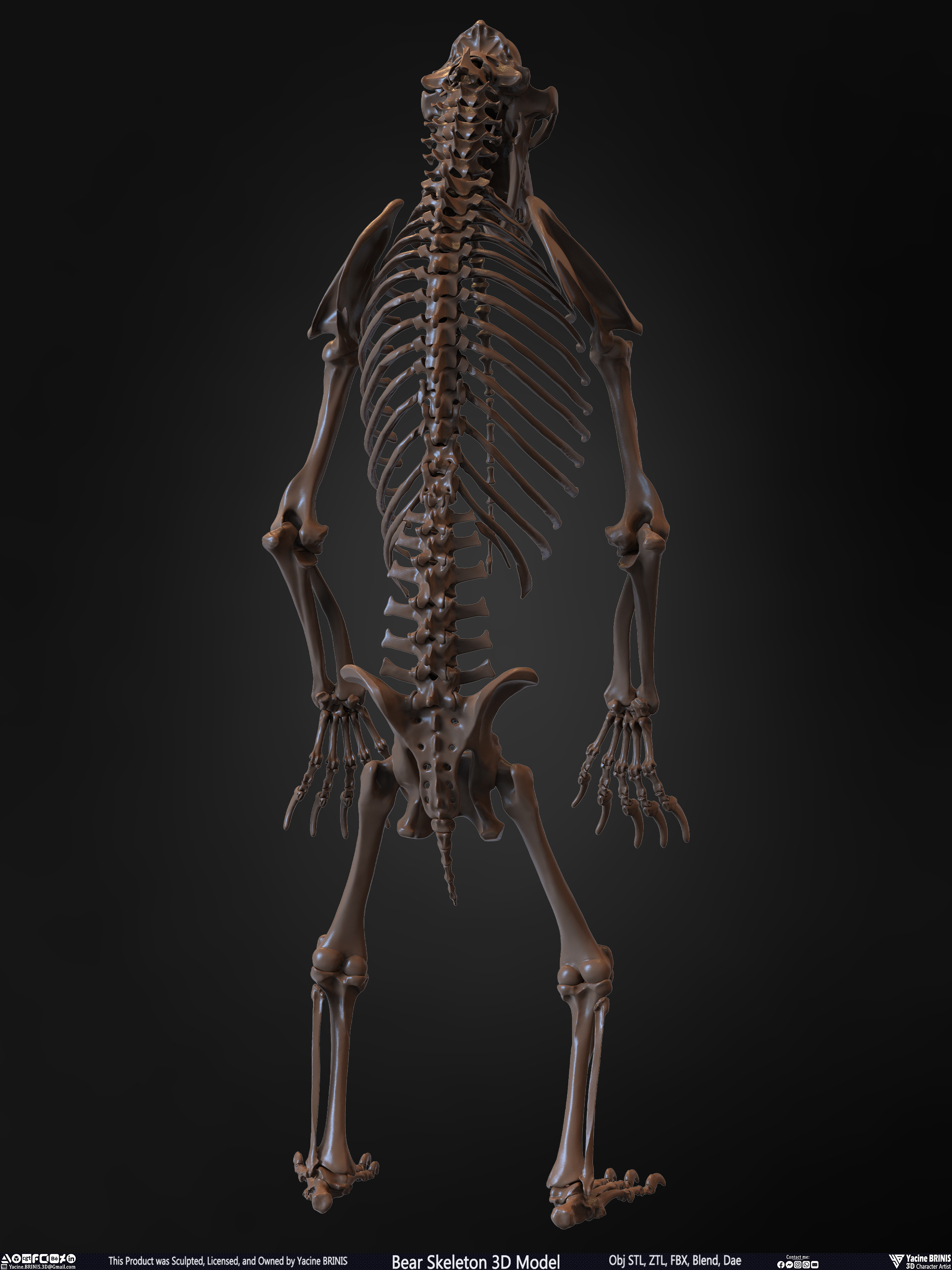 Bear Skeleton 3D Model Sculpted by Yacine BRINIS Set 017