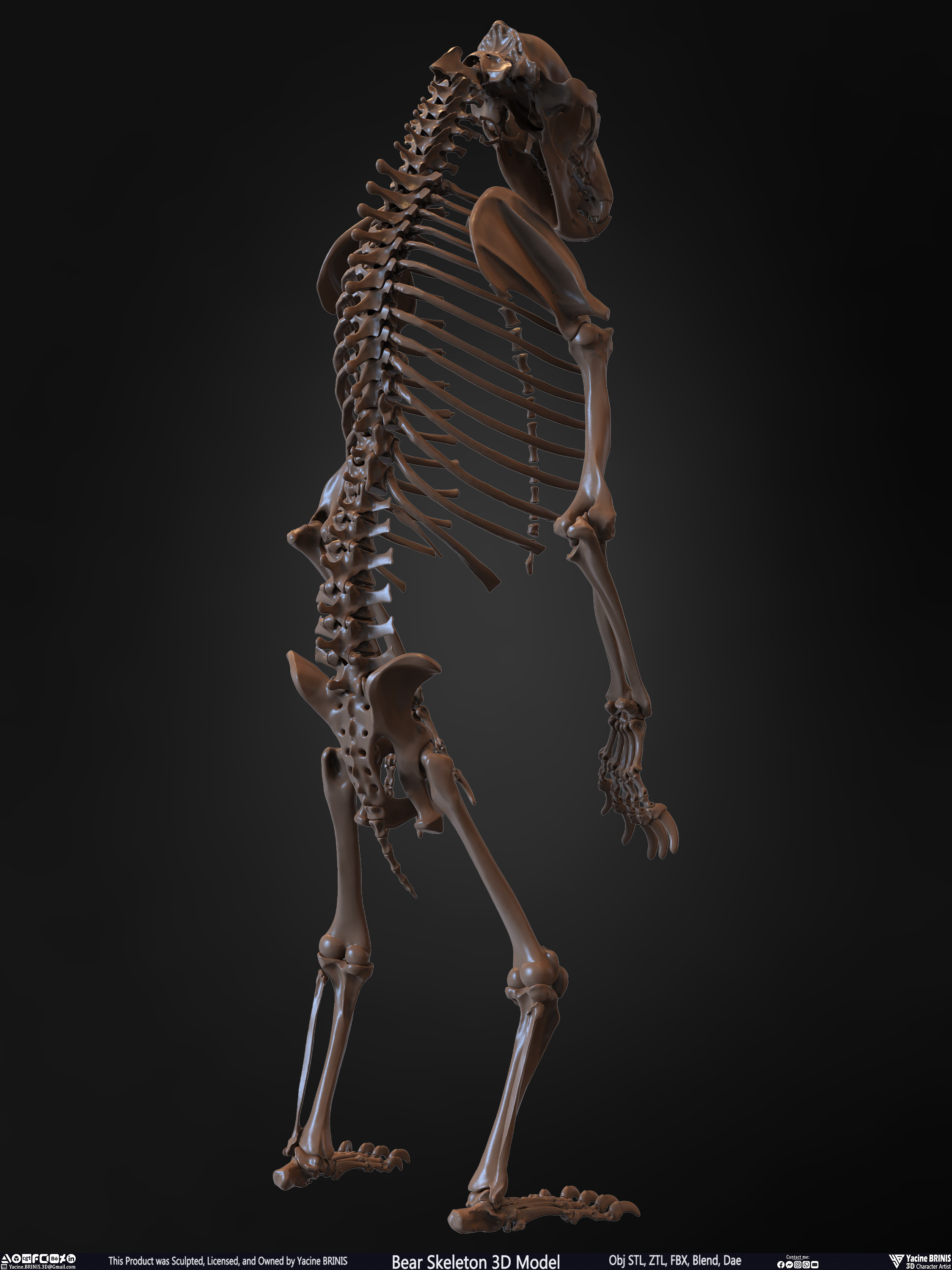Bear Skeleton 3D Model Sculpted by Yacine BRINIS Set 019