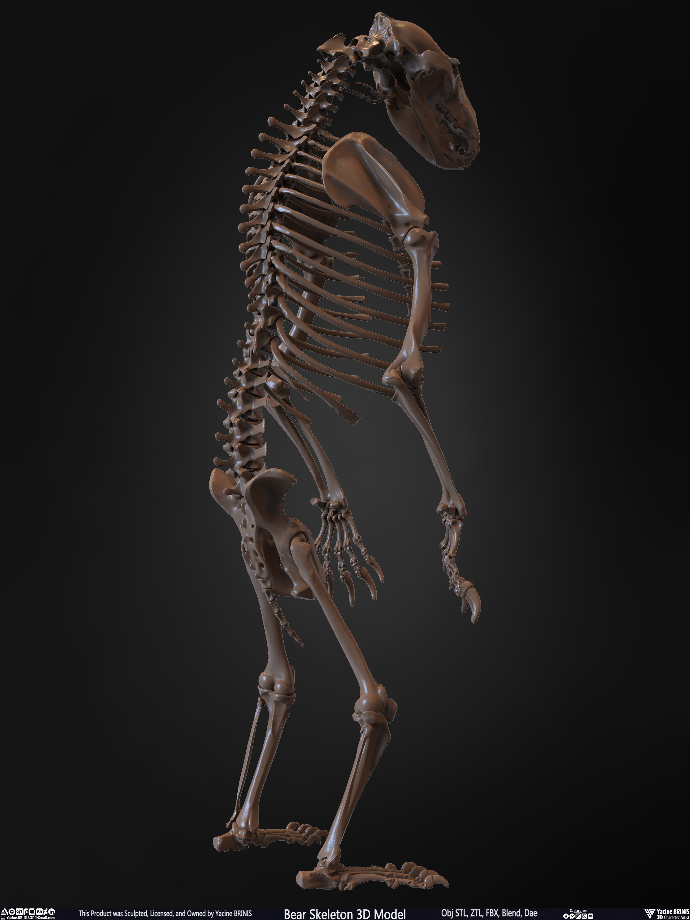Bear Skeleton 3D Model Sculpted by Yacine BRINIS Set 020