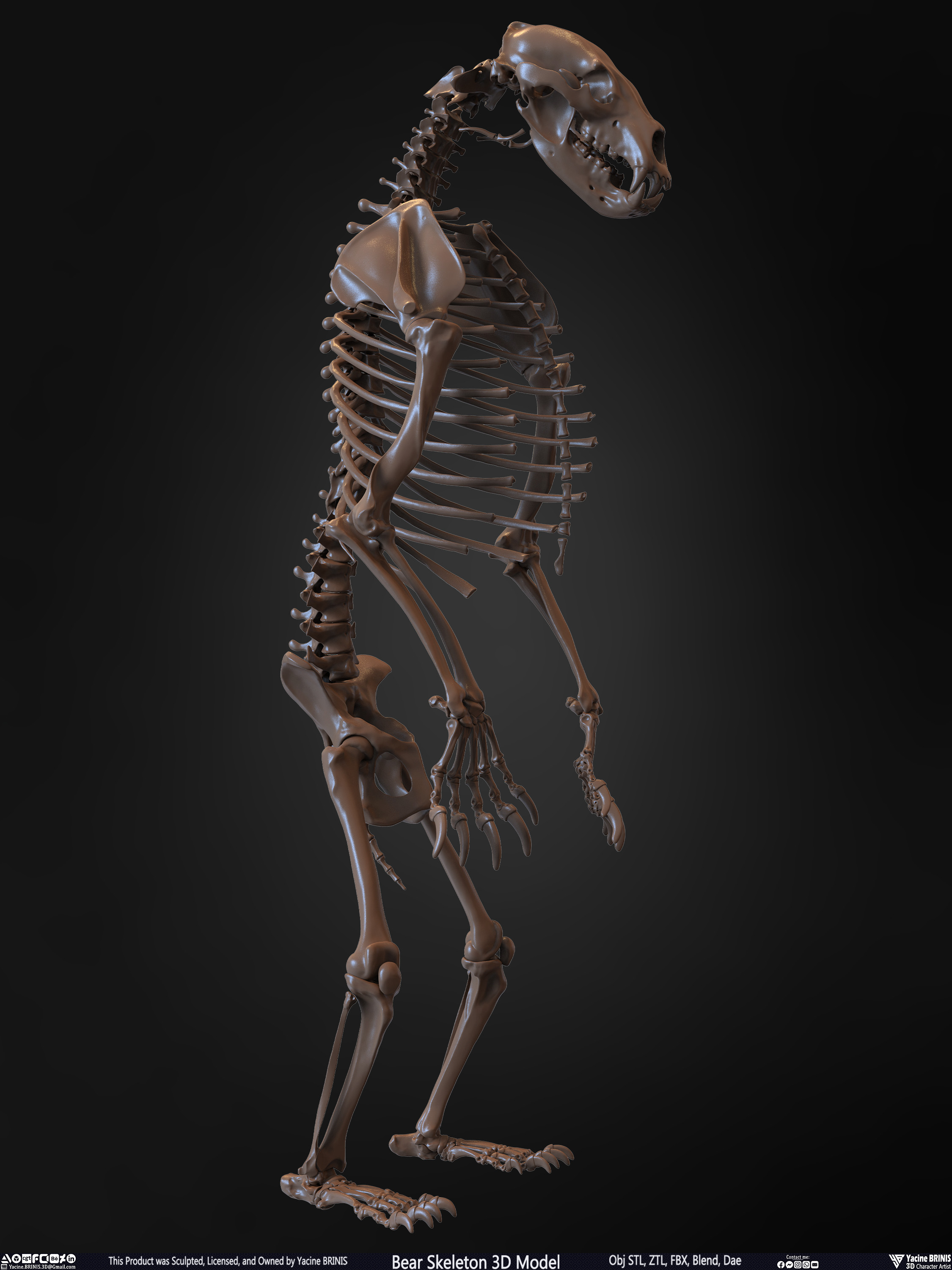 Bear Skeleton 3D Model Sculpted by Yacine BRINIS Set 024