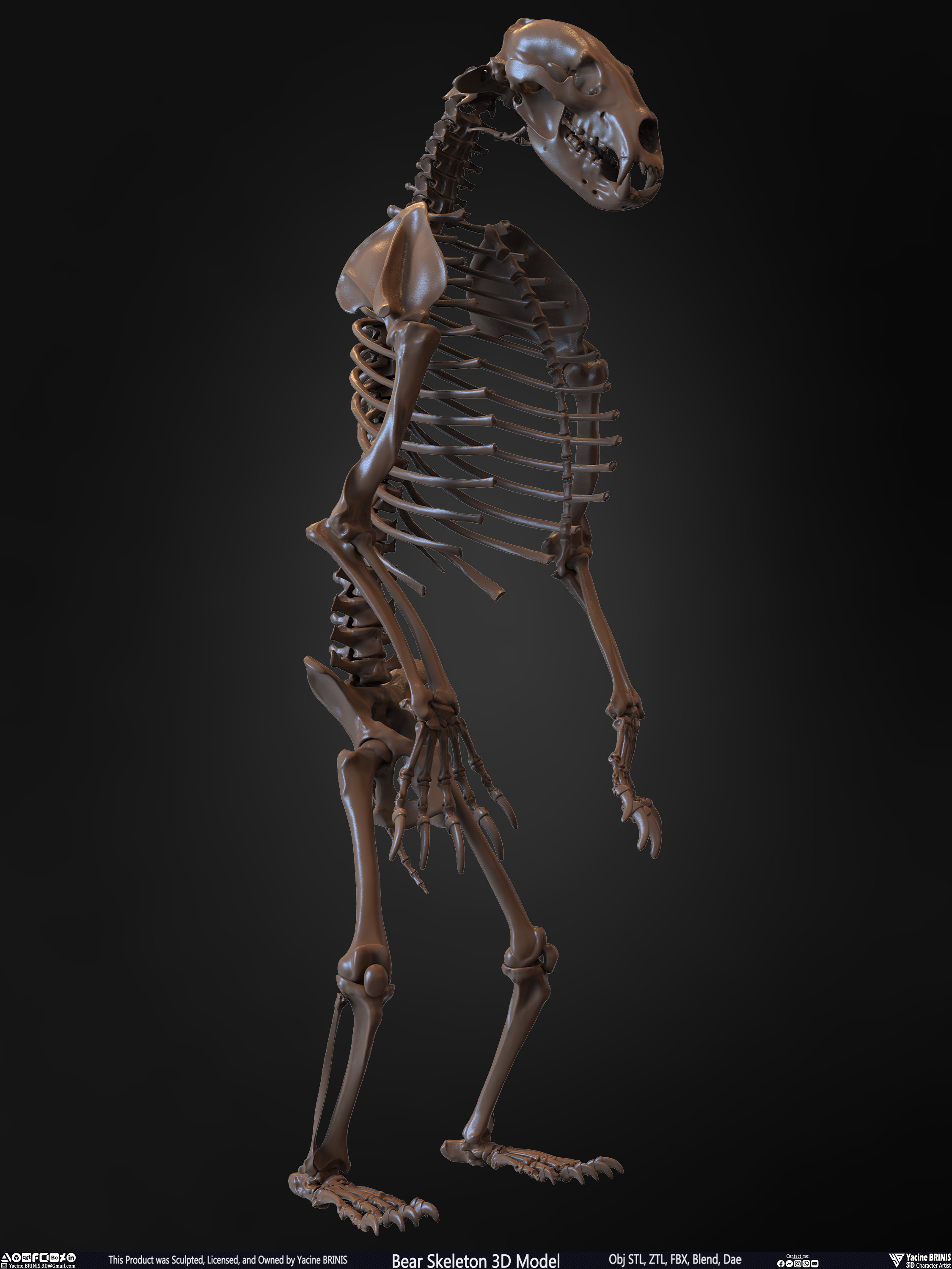 Bear Skeleton 3D Model Sculpted by Yacine BRINIS Set 025