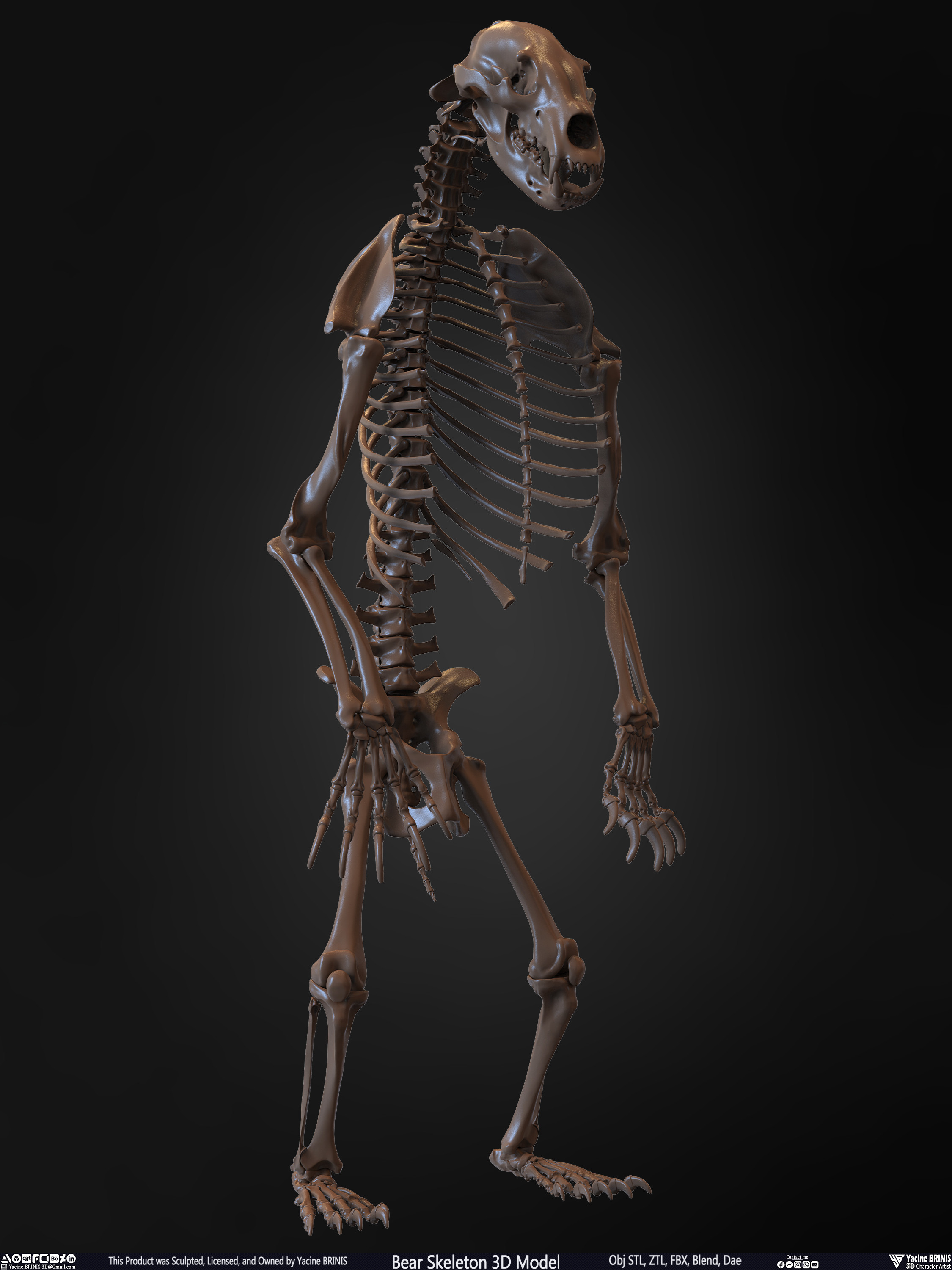 Bear Skeleton 3D Model Sculpted by Yacine BRINIS Set 026