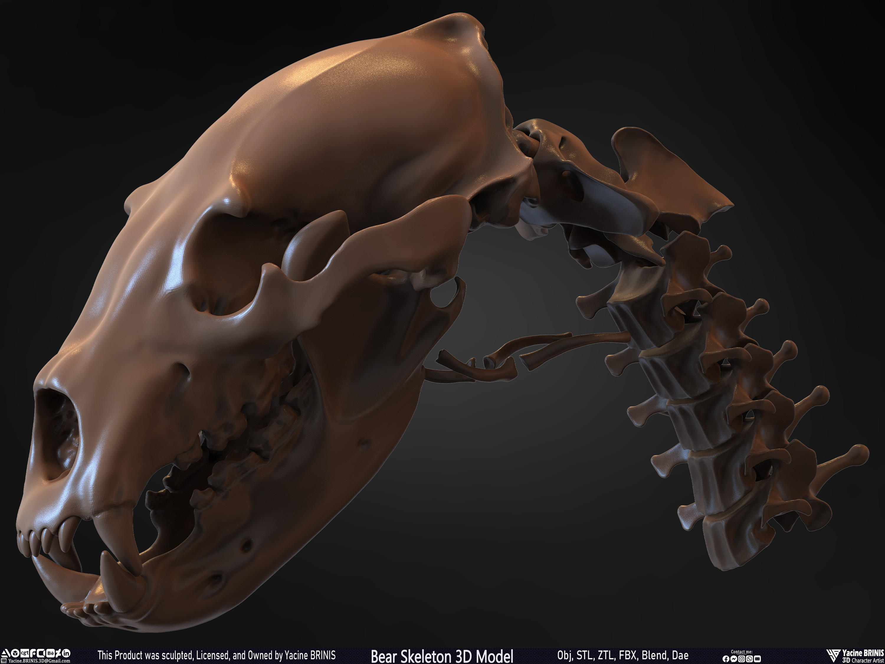 Bear Skeleton 3D Model Sculpted by Yacine BRINIS Set 033