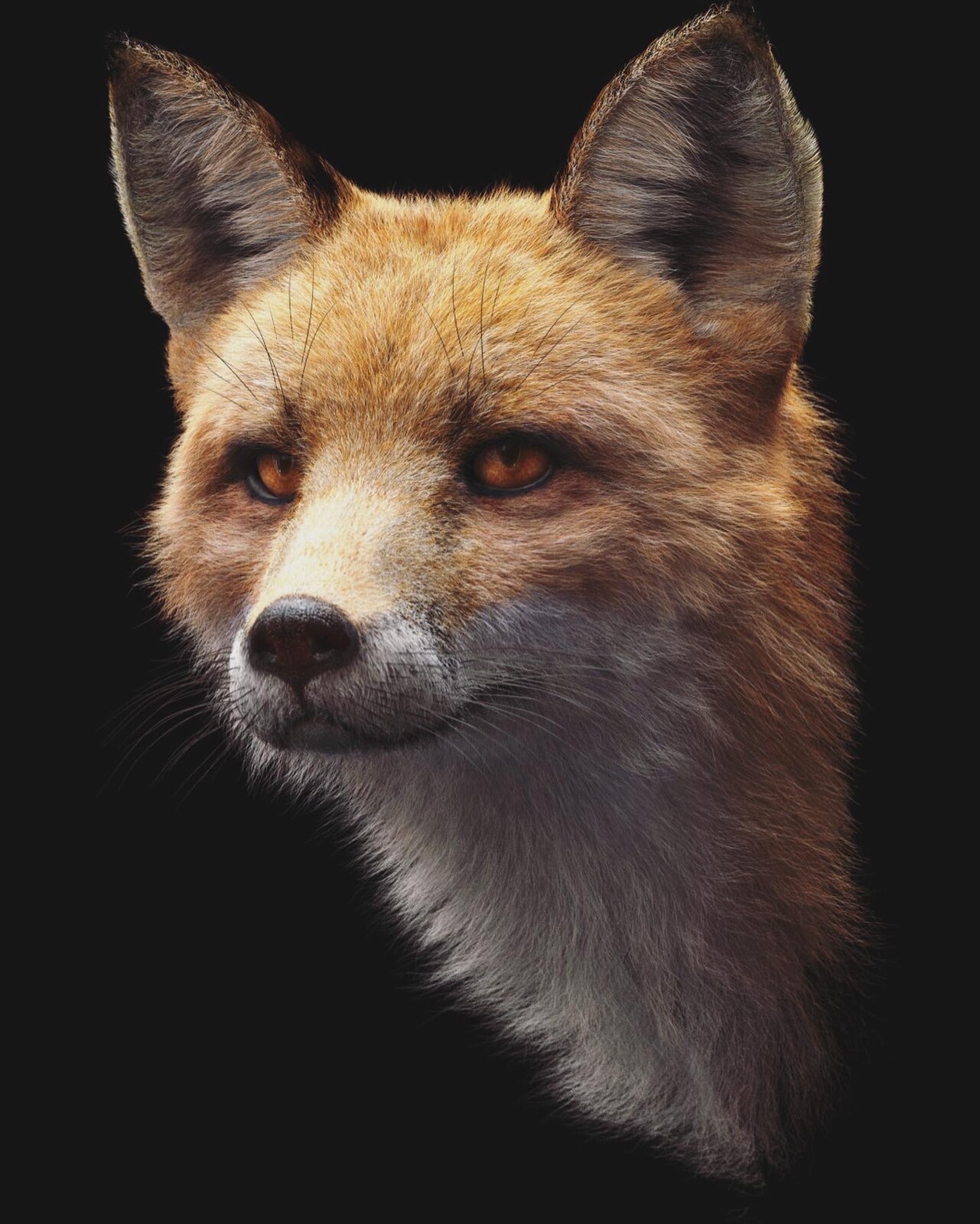Fox portrait