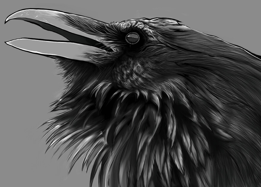 Feather type study