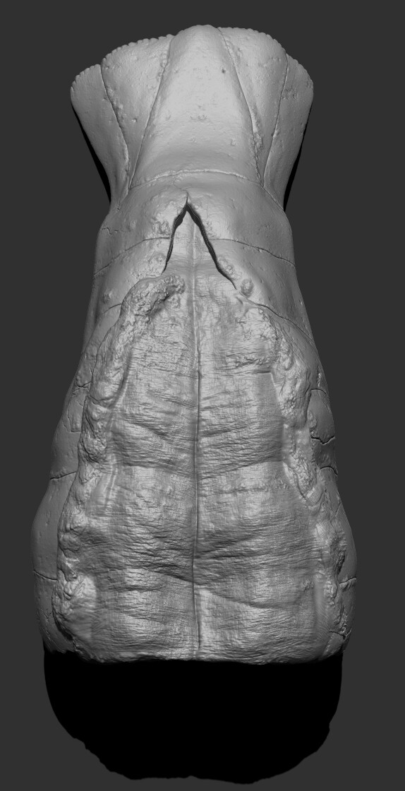 Zbrush_Lobster