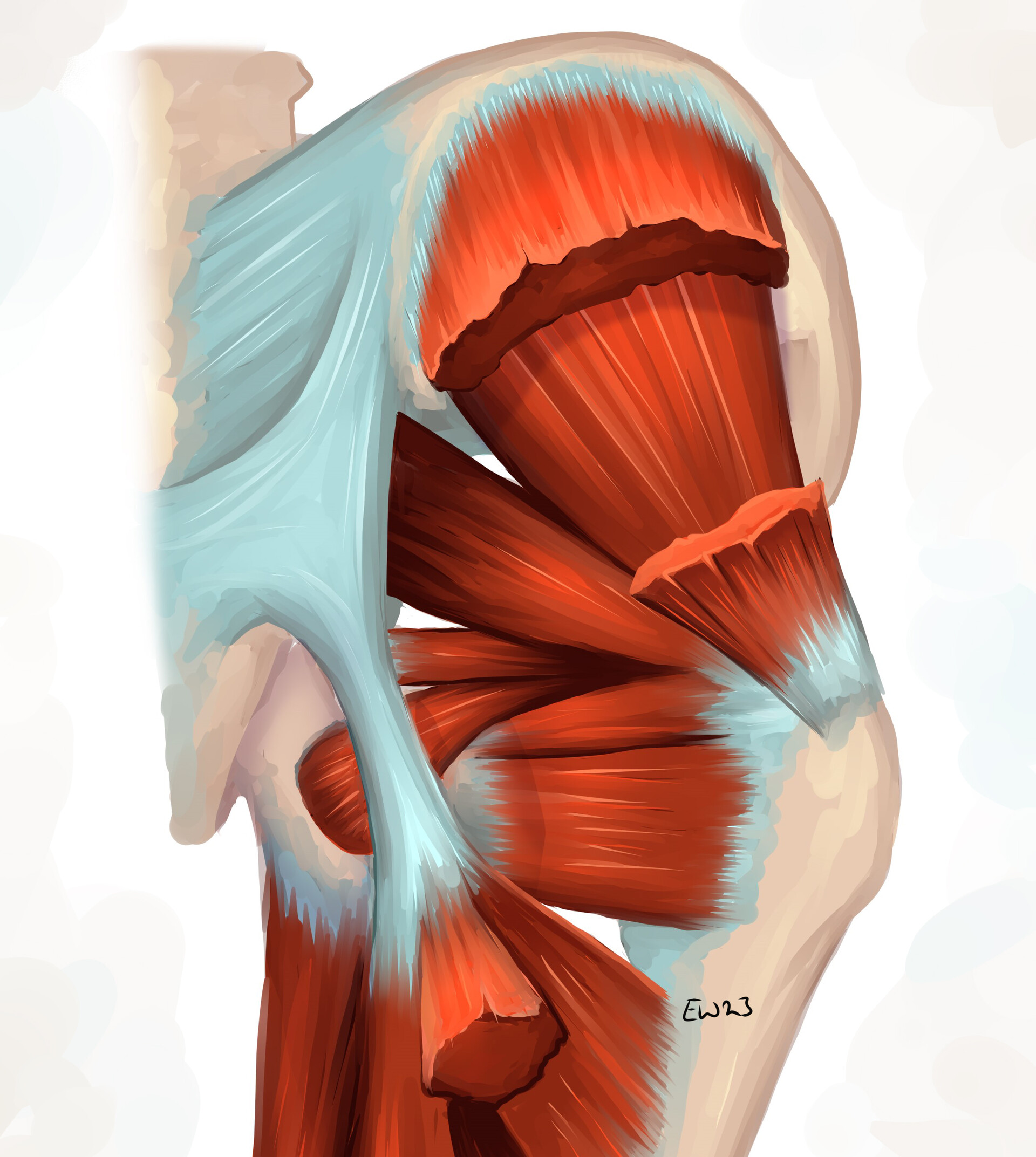 Posterior Hip Muscle Anatomy posterior-hip-muscle-anatomy