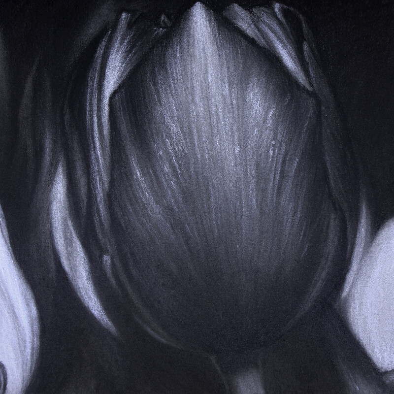 Abstract Tulips - Charcoal Drawing